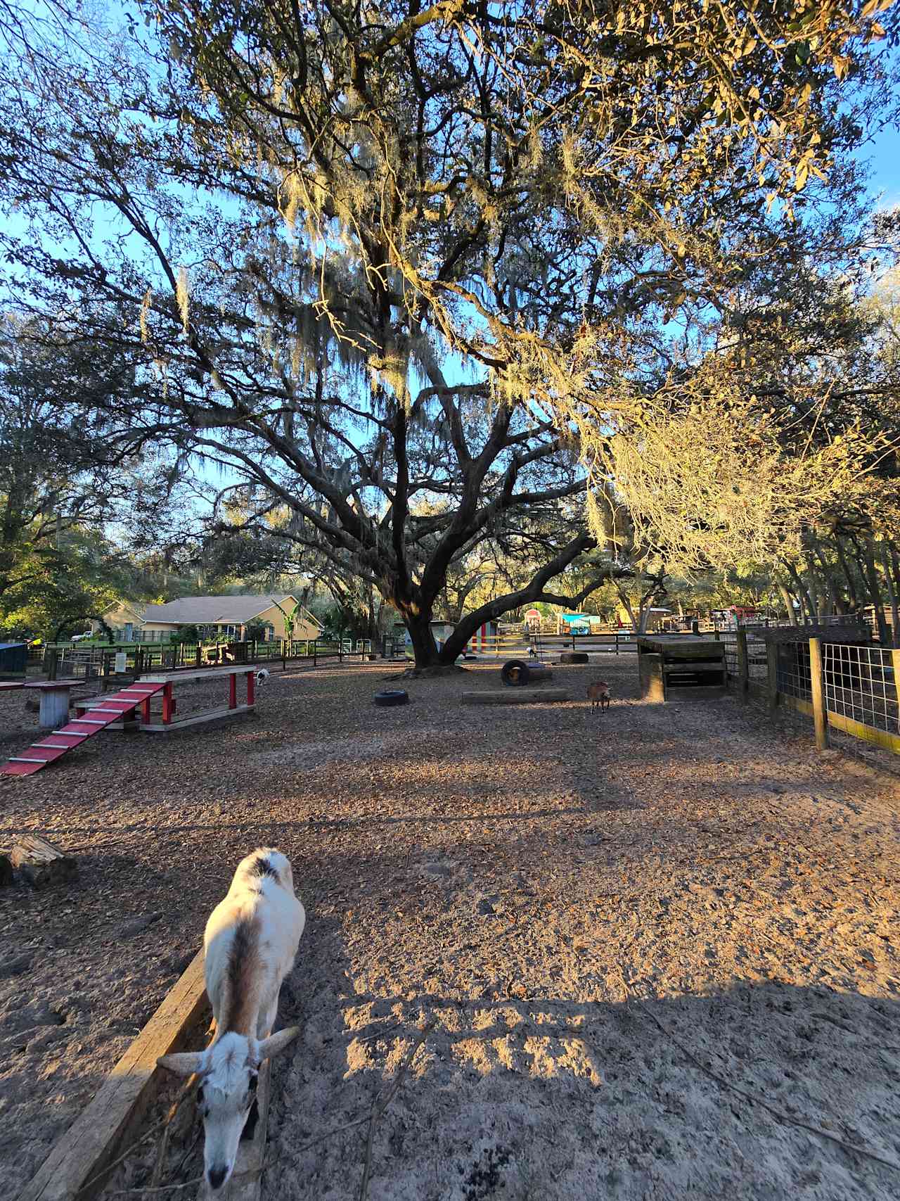 Home of Many Miniature Animals