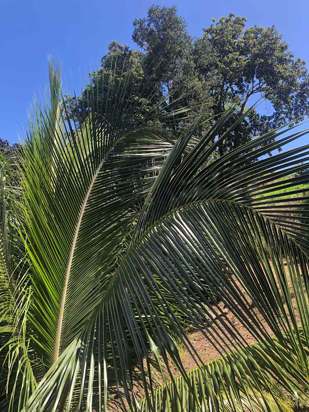 Beautiful trees that have many birds and occasionally iguanas. 