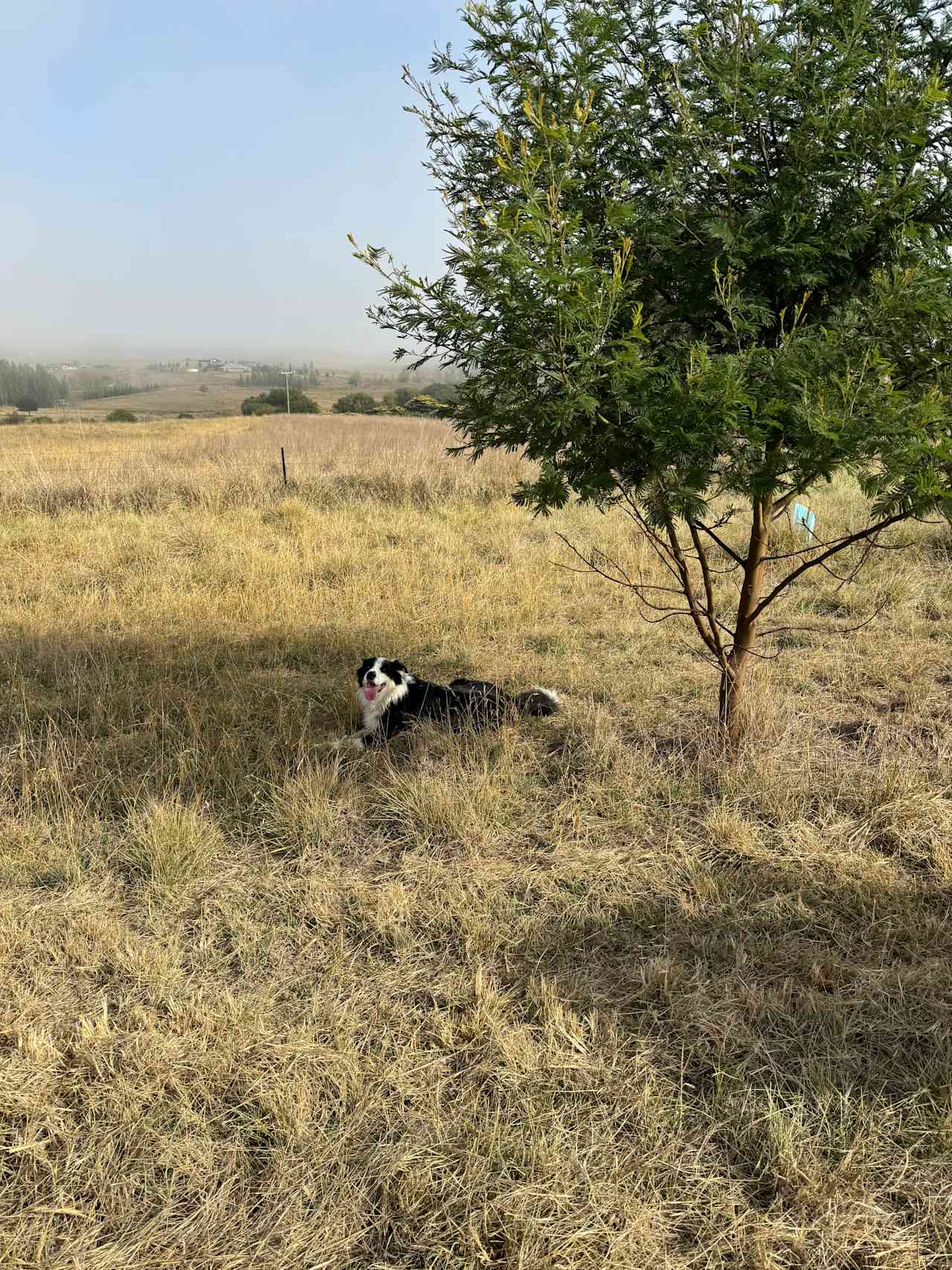 Corella Farm