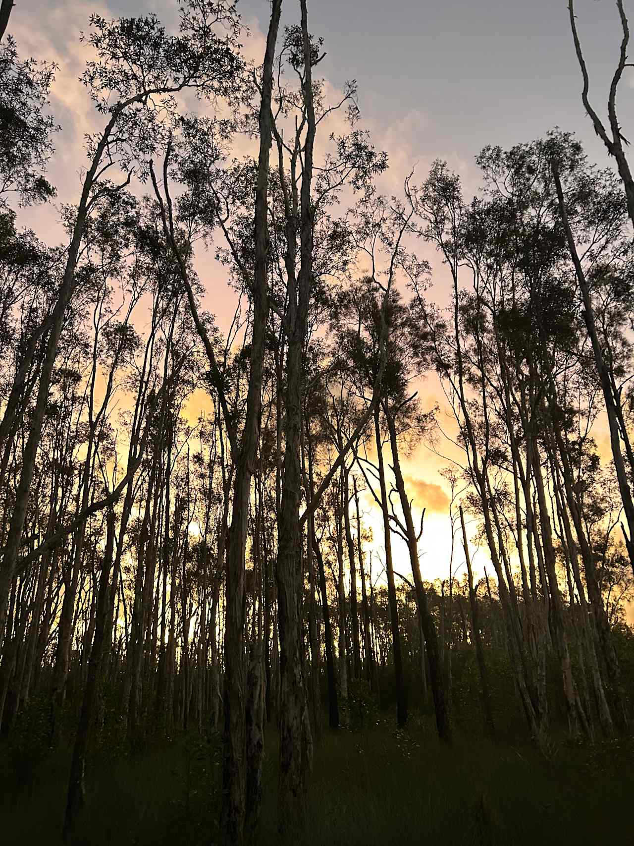 Noosa River Camping at Cooroibah