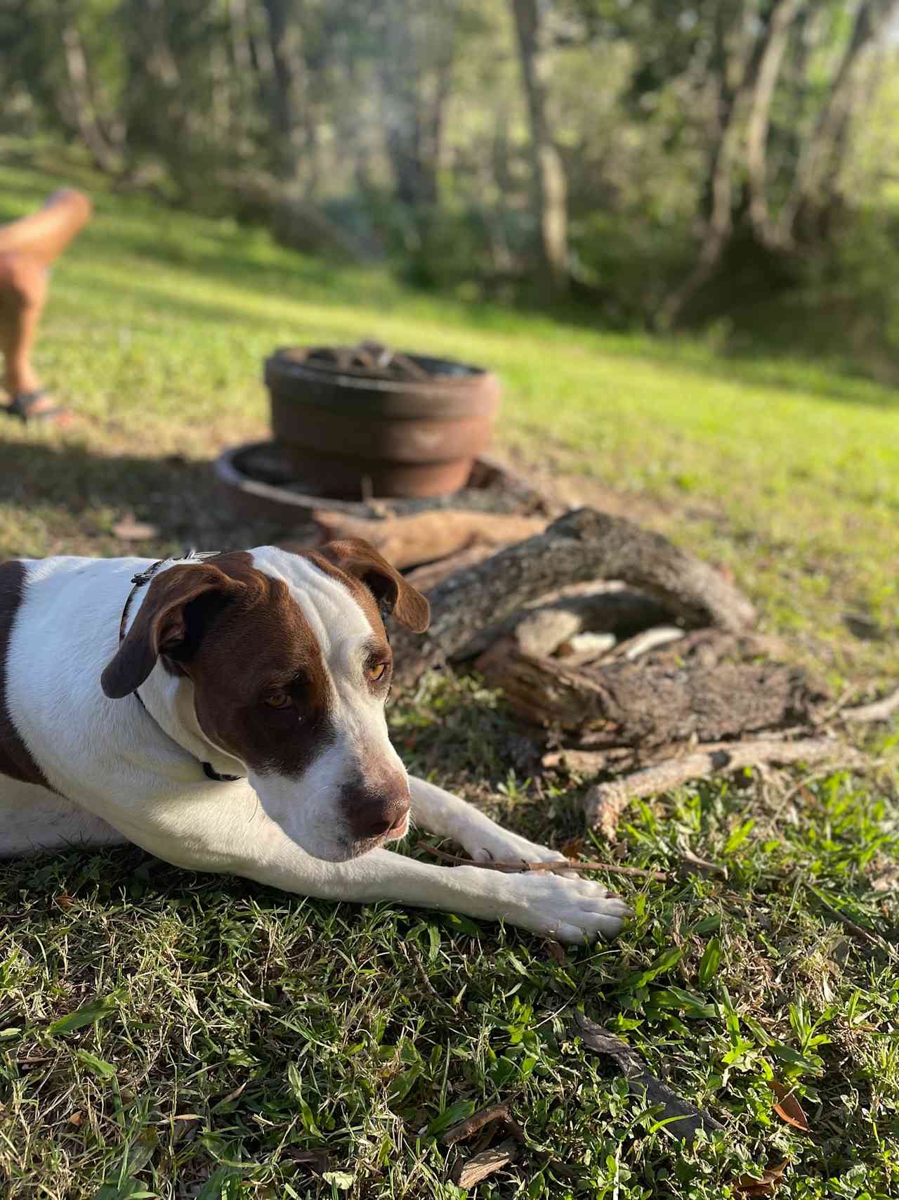 Koala Creek Camping