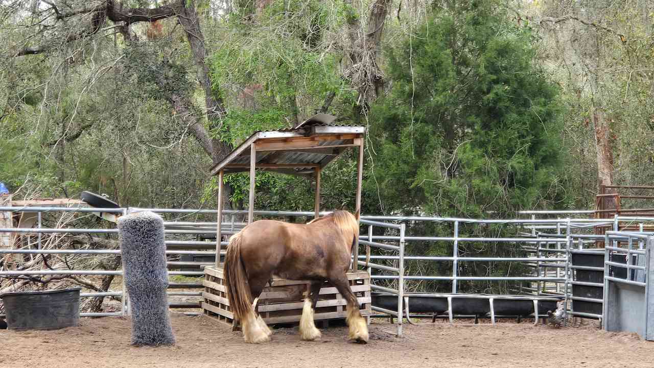 Hercules AKA Big Guy :)