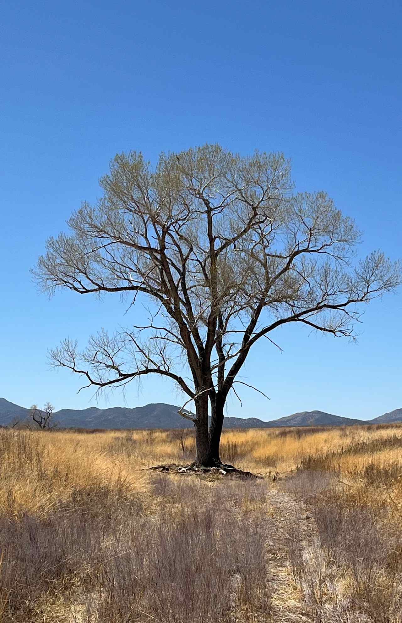 Sanctuary at Sonoita Creek
