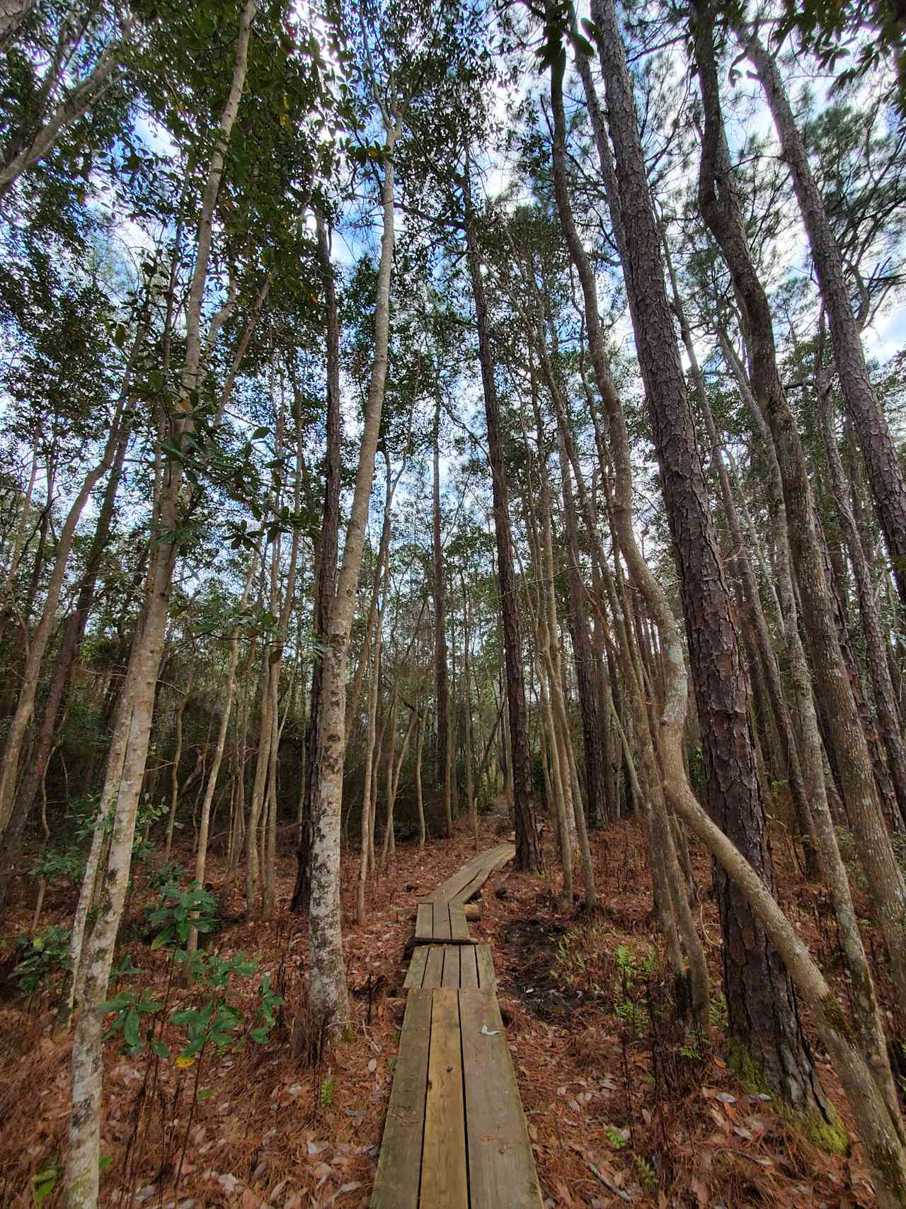 Bay Forest Retreat