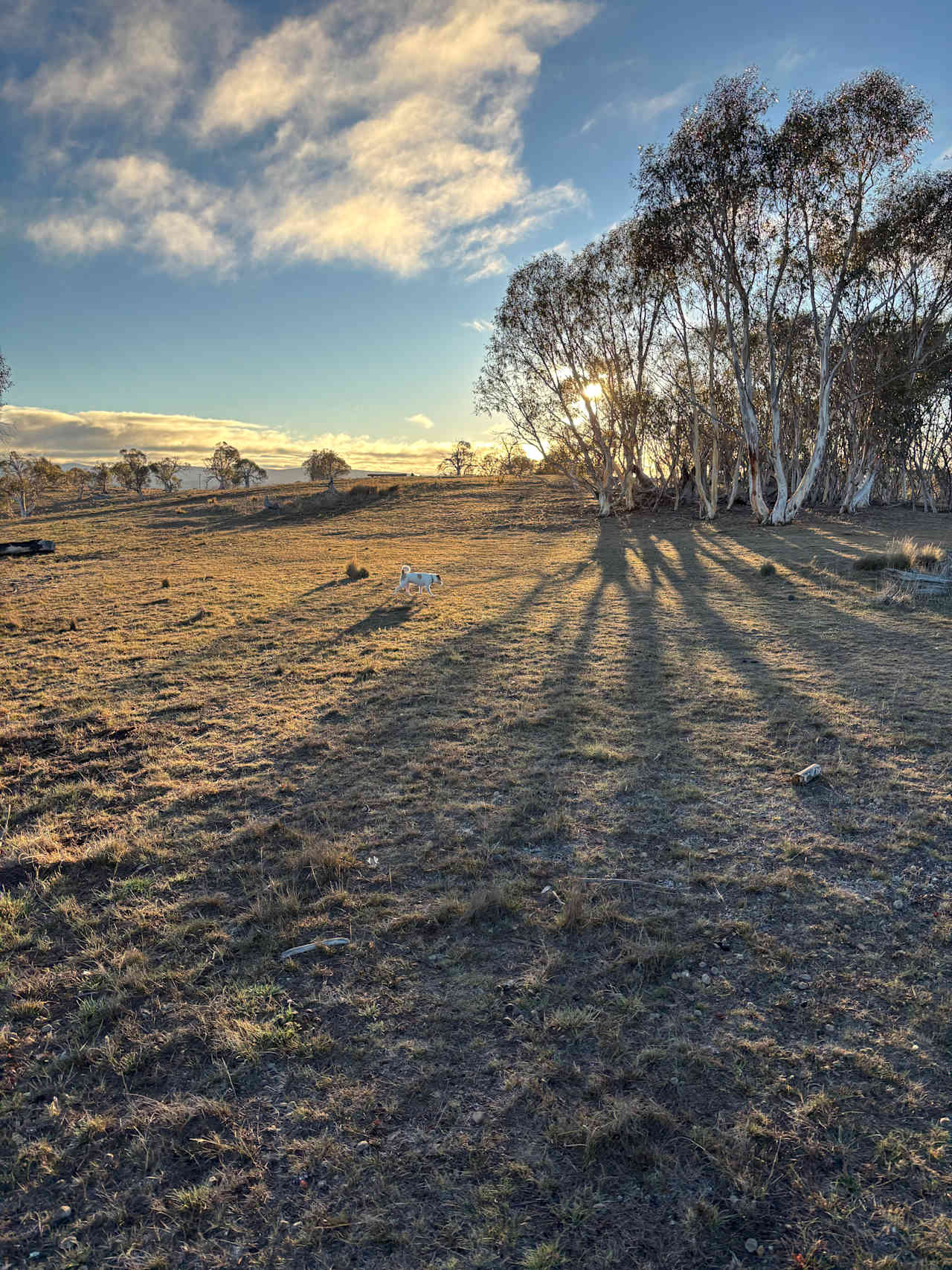 Wombat Pines - Private Camping