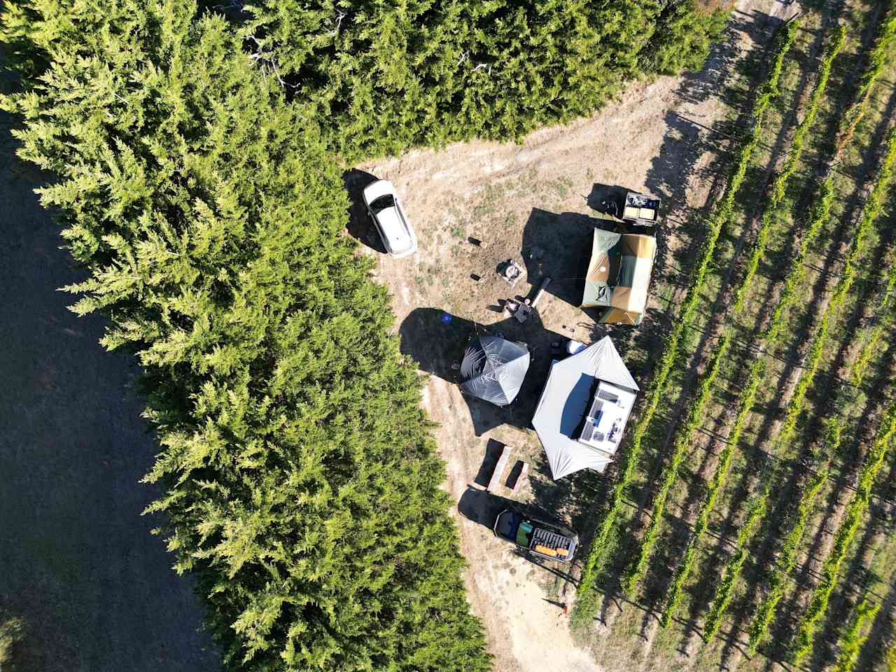 Summerhill Vineyard
