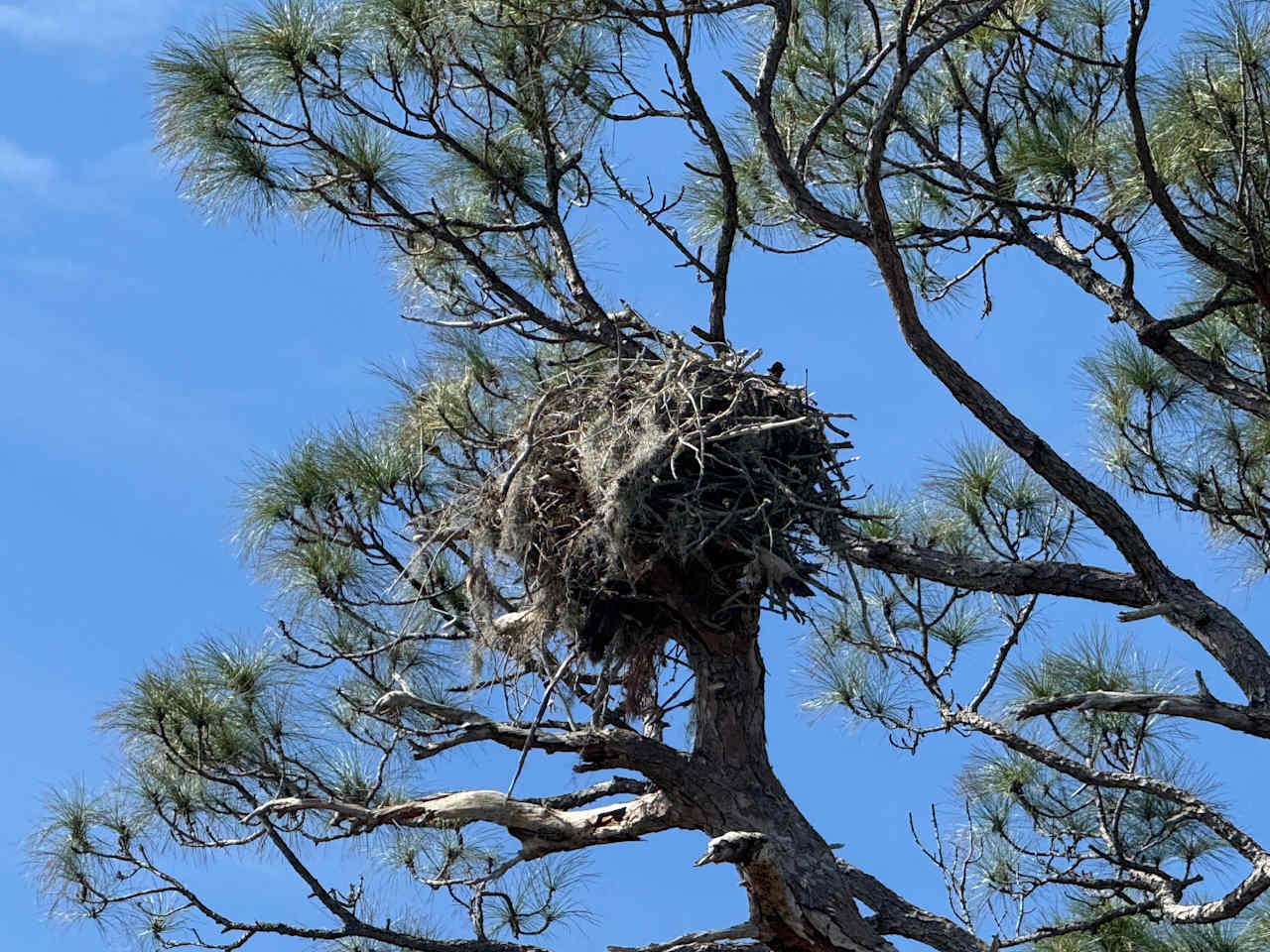 Ospreyy nest with babies! 