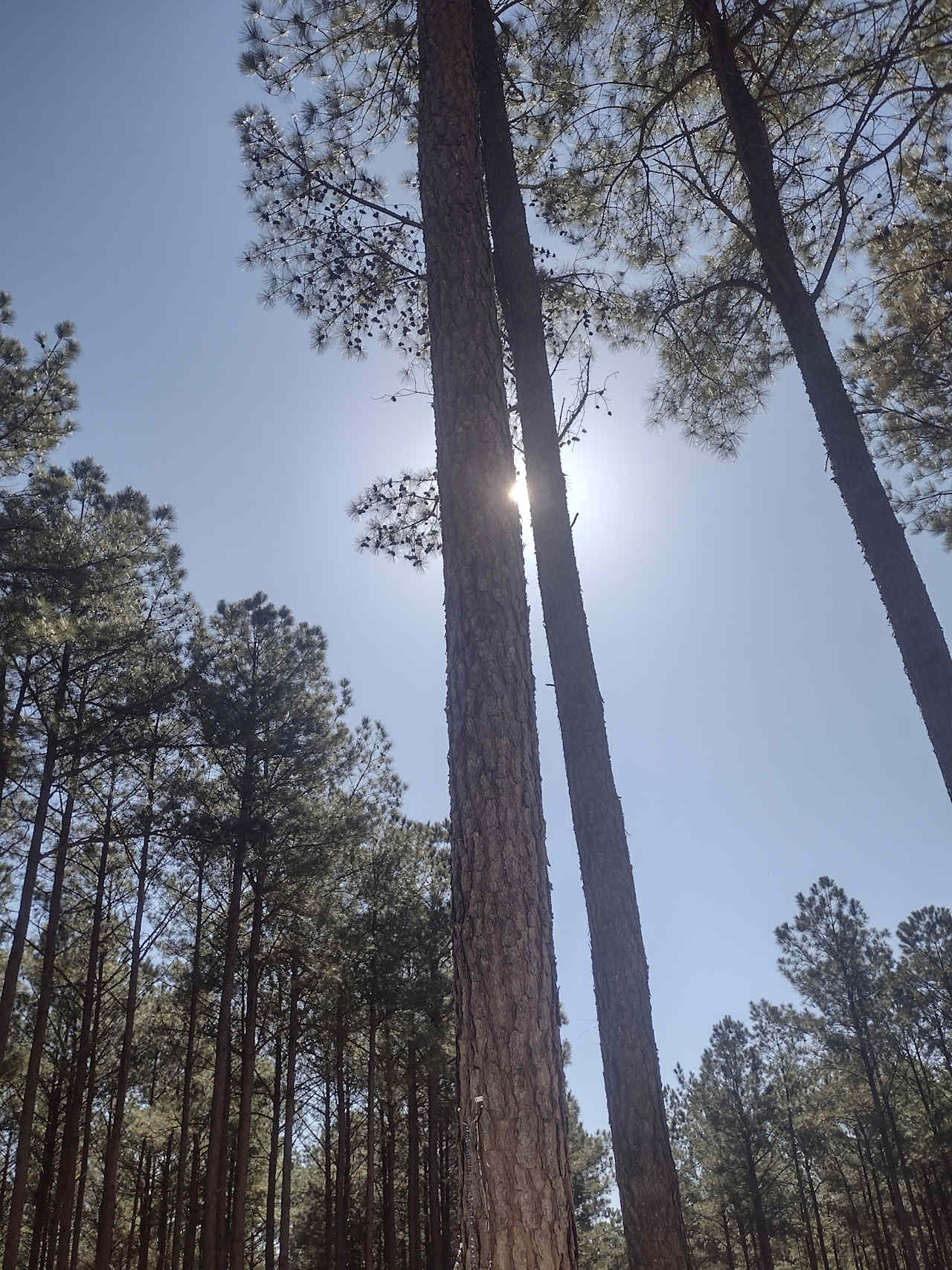 Dancing pines