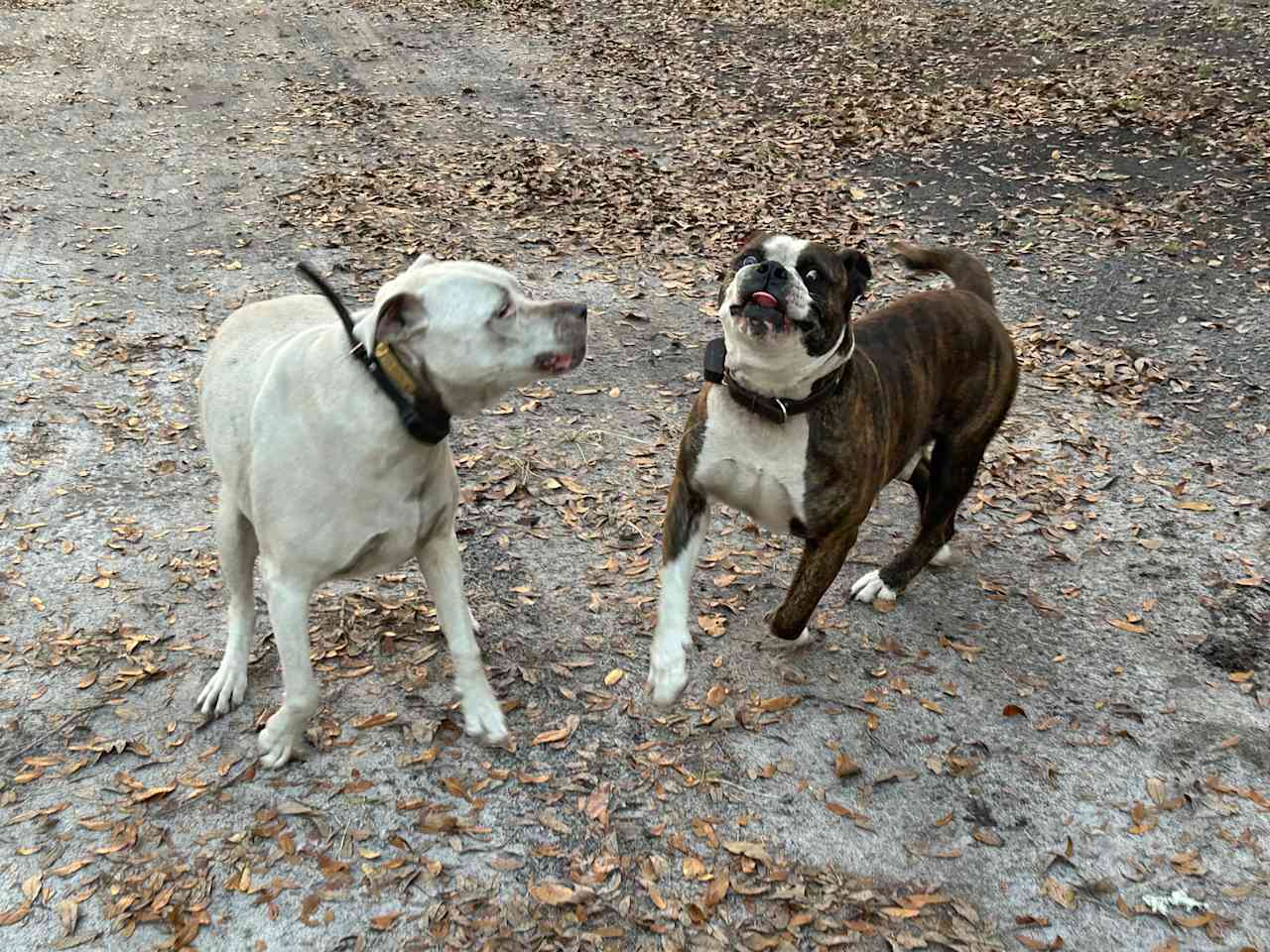 Tricia and Hank AKA the Welcoming Committee 