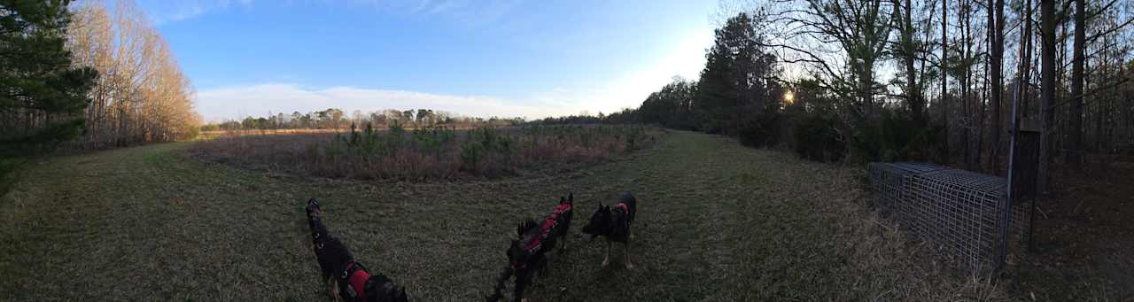 Pheonix meadows