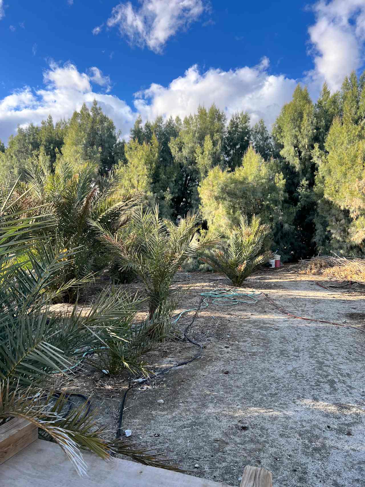 Mineral Spring Date Farm