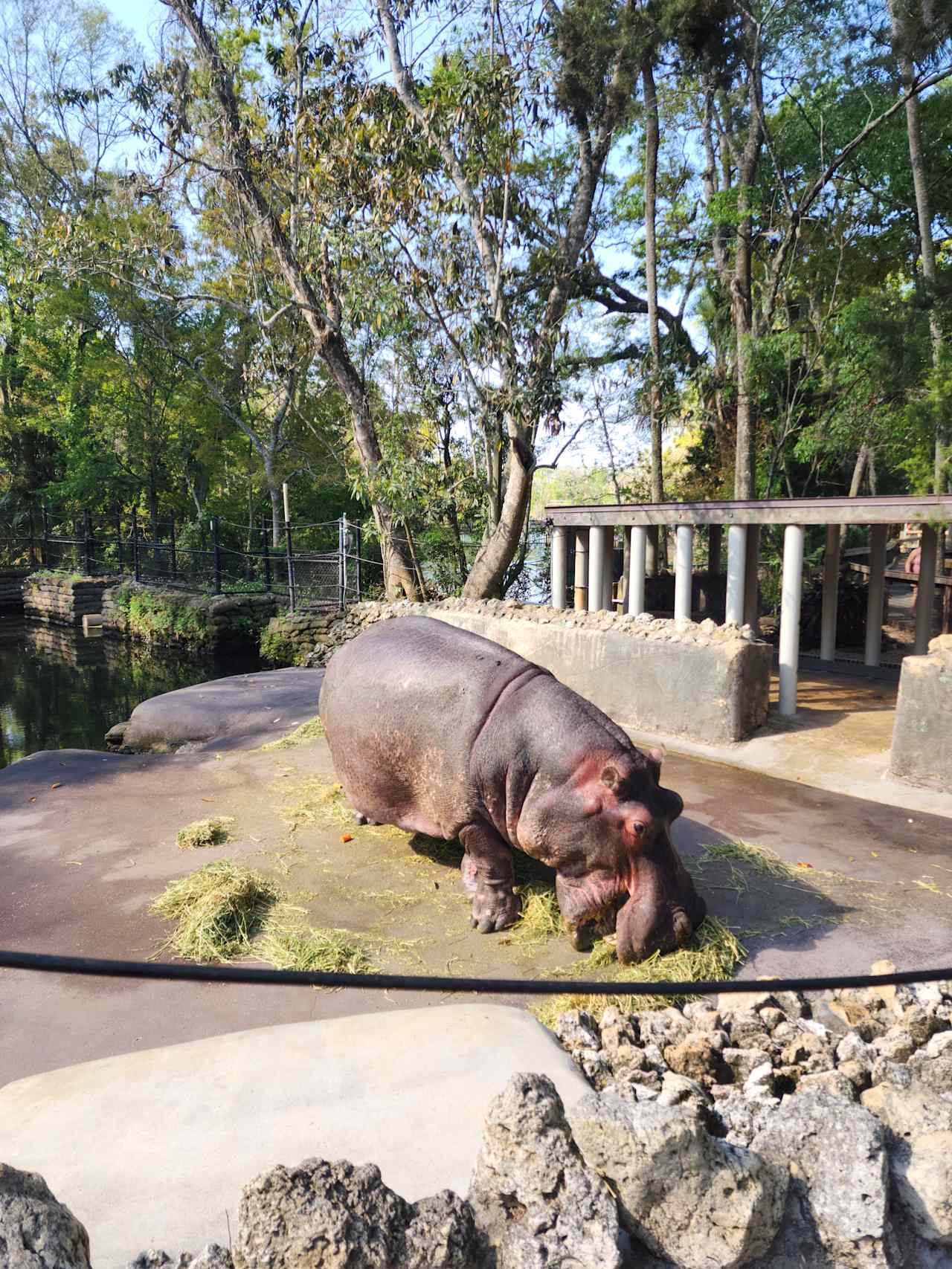 Lu having lunch at Homosassa Springs State Park 