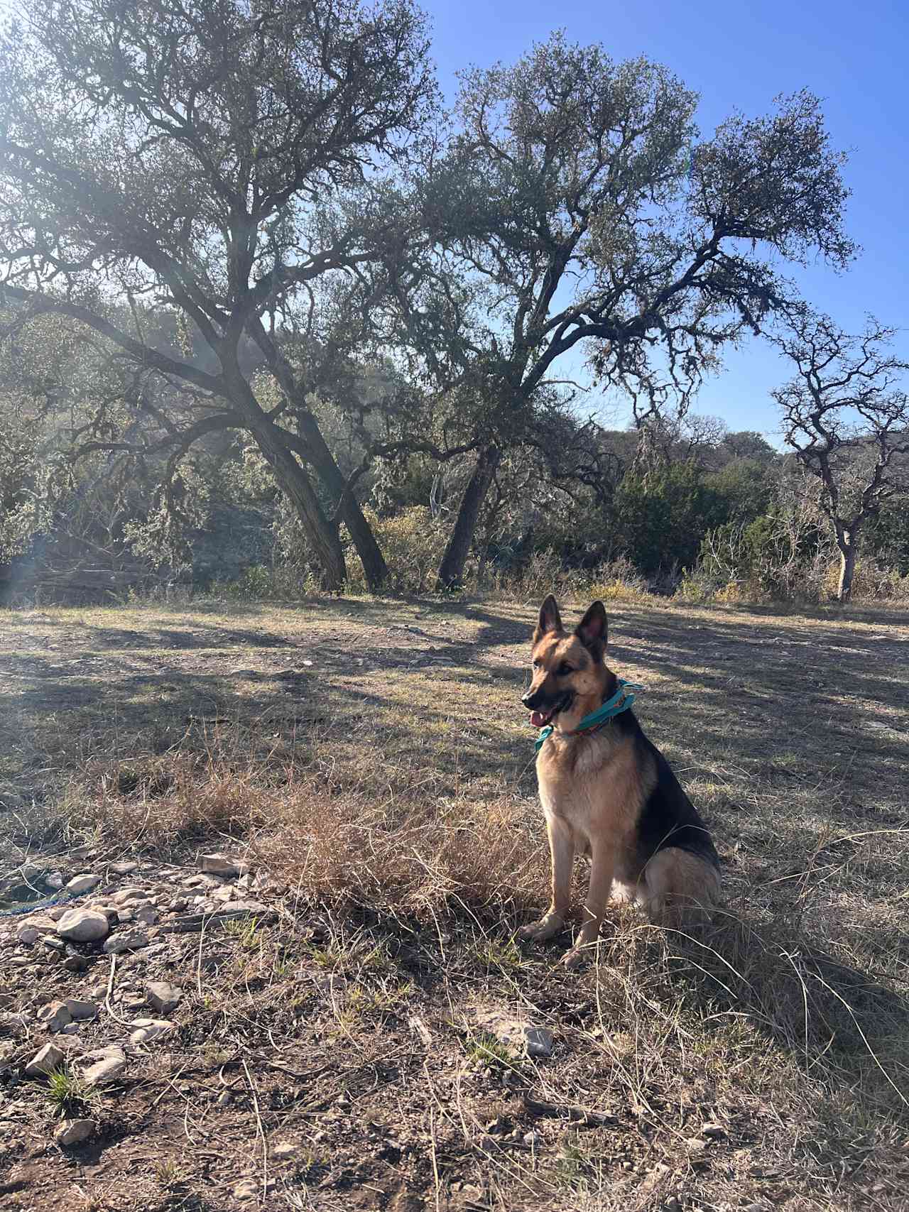 Perfect land for dogs