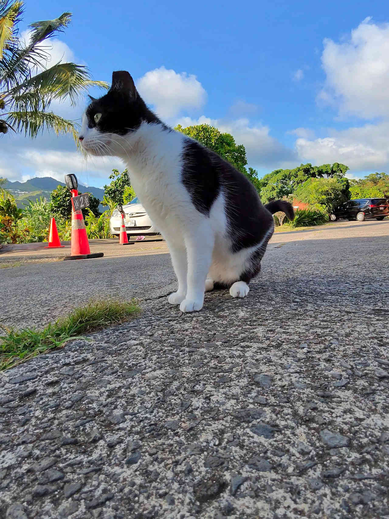 Sun Farm Hawaii @ Koko Head
