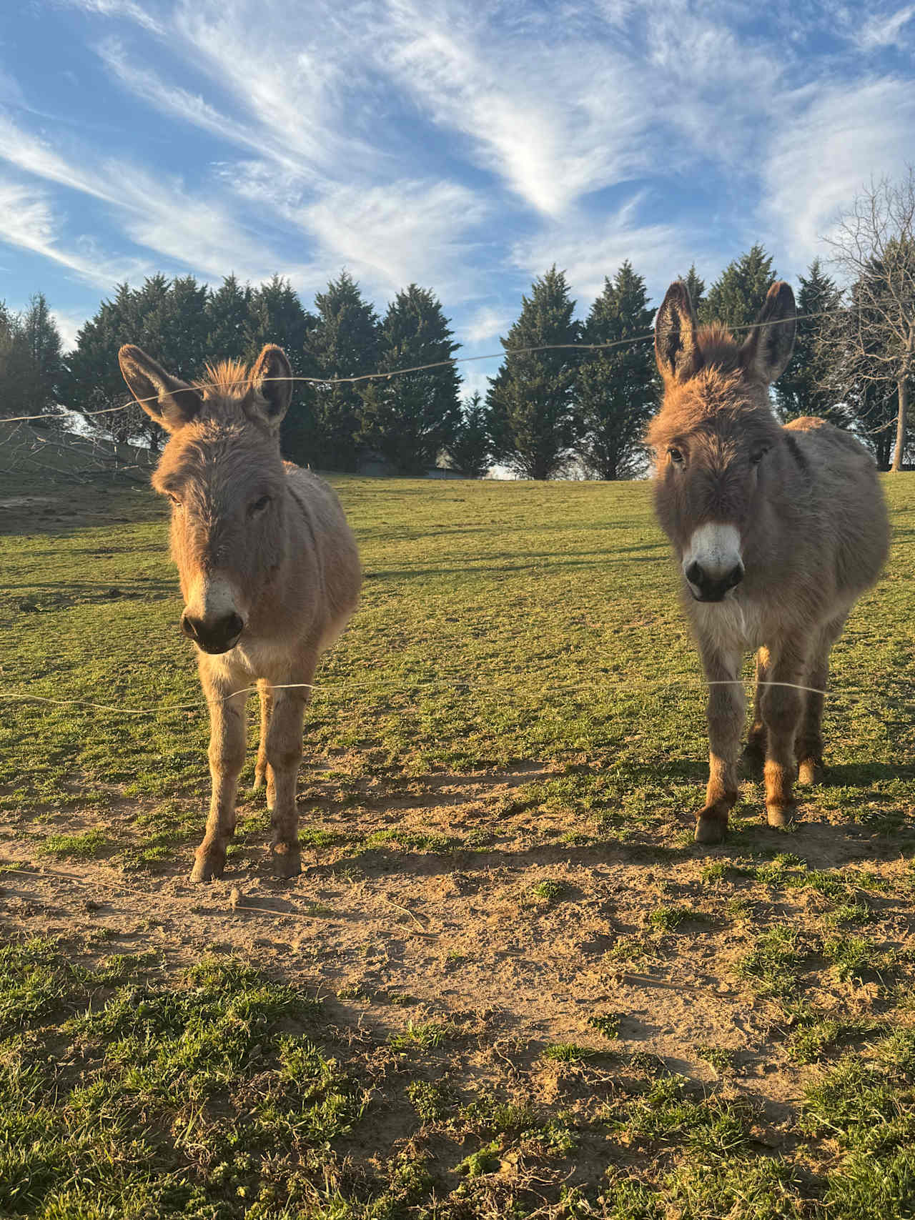 Mountain View Acres