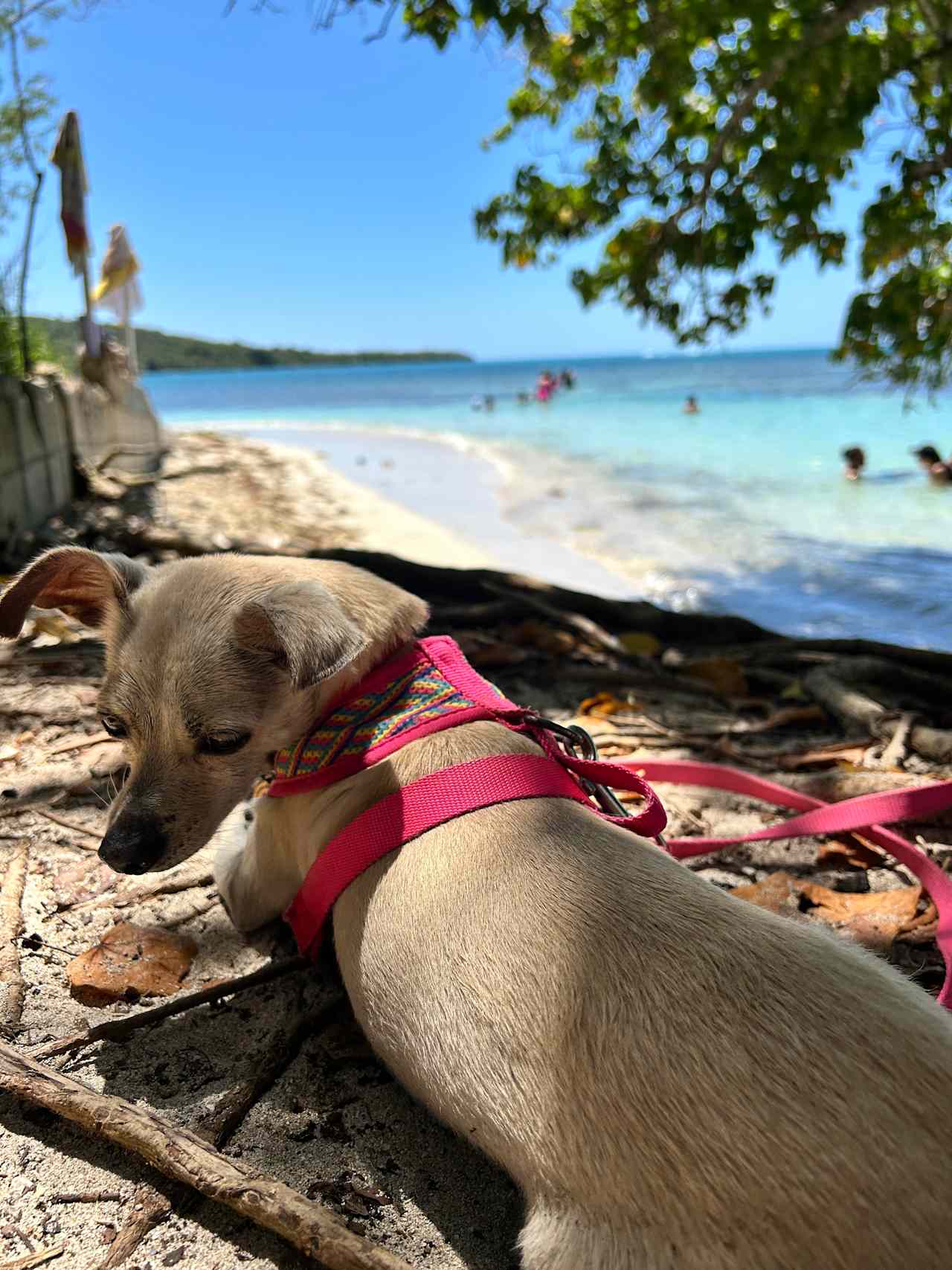 Finca Virginia ⛺️ Cabo Rojo