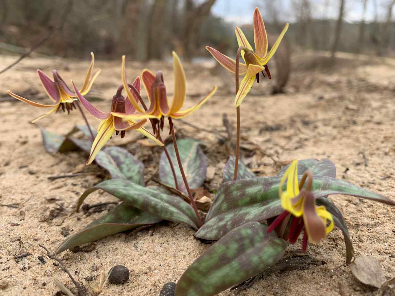 Trout Lily