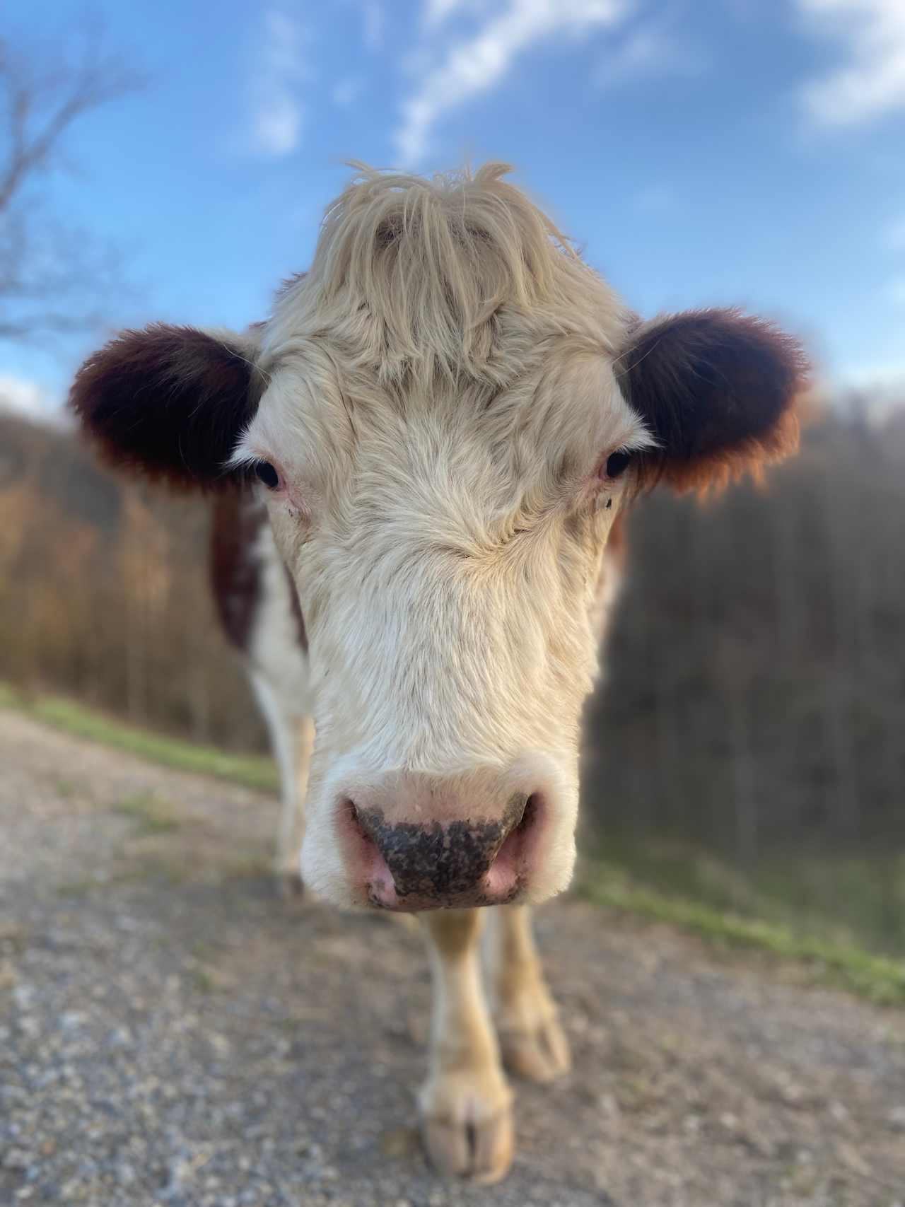 Kennedy Historic Appalachian Farm