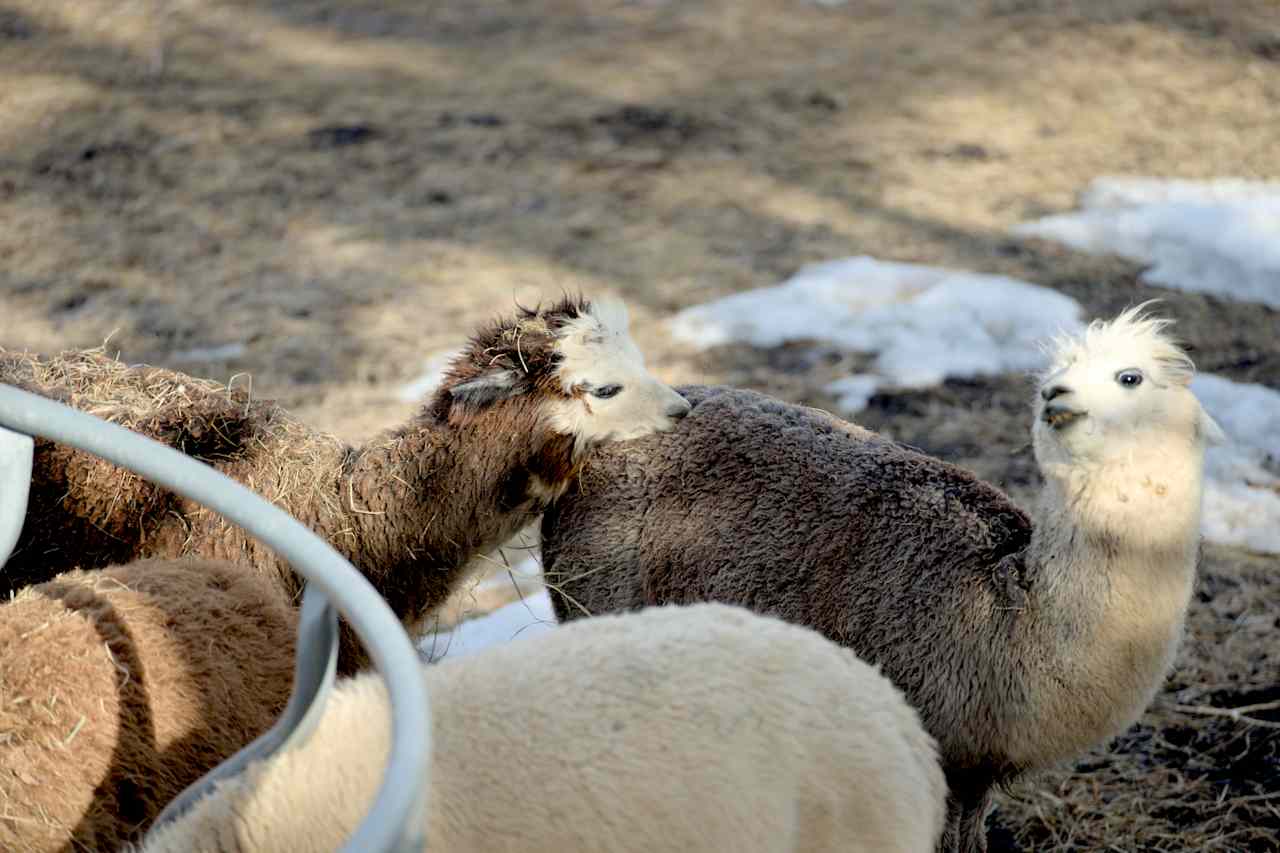 C.Valley Alpaca and Beef Ranch