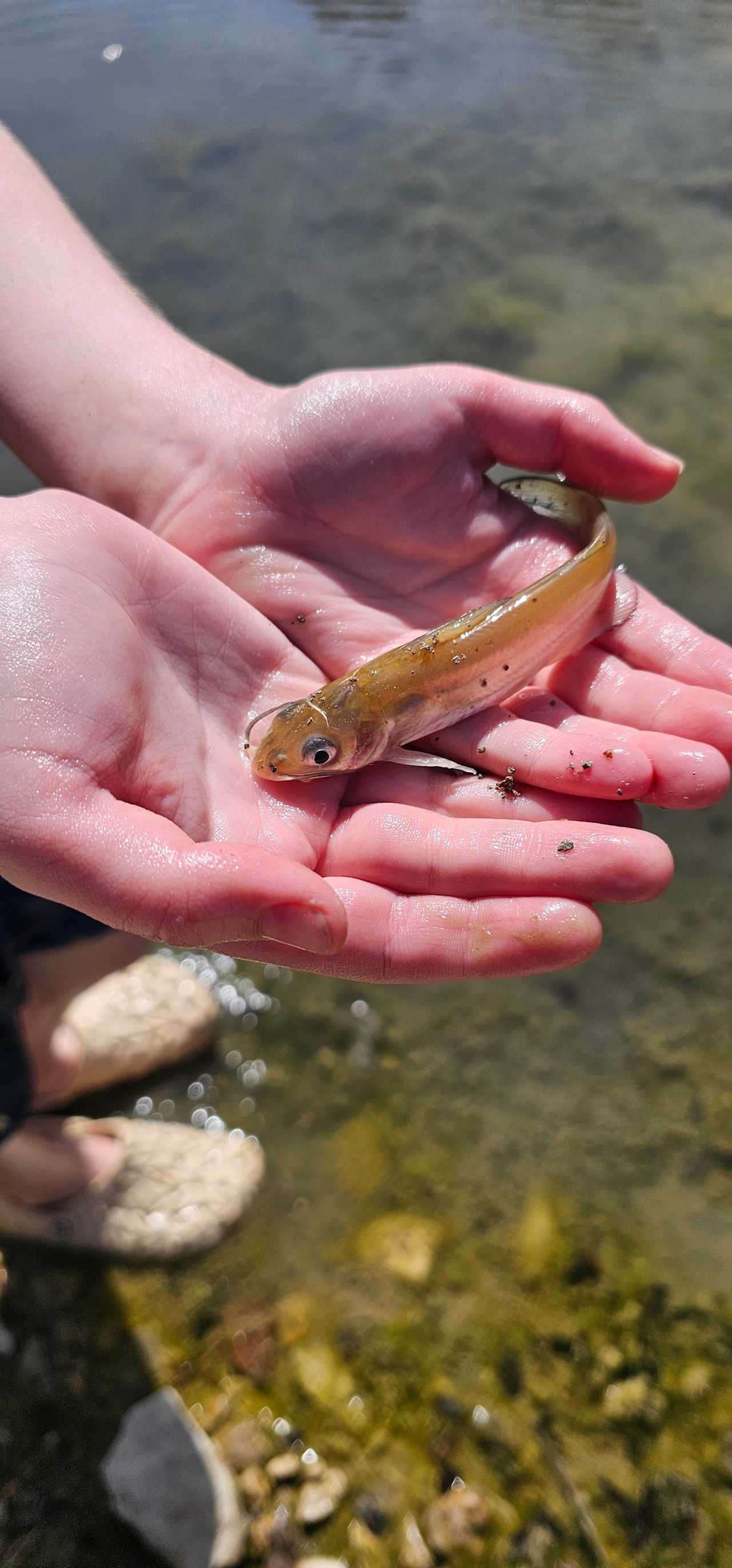 A hand caught fish