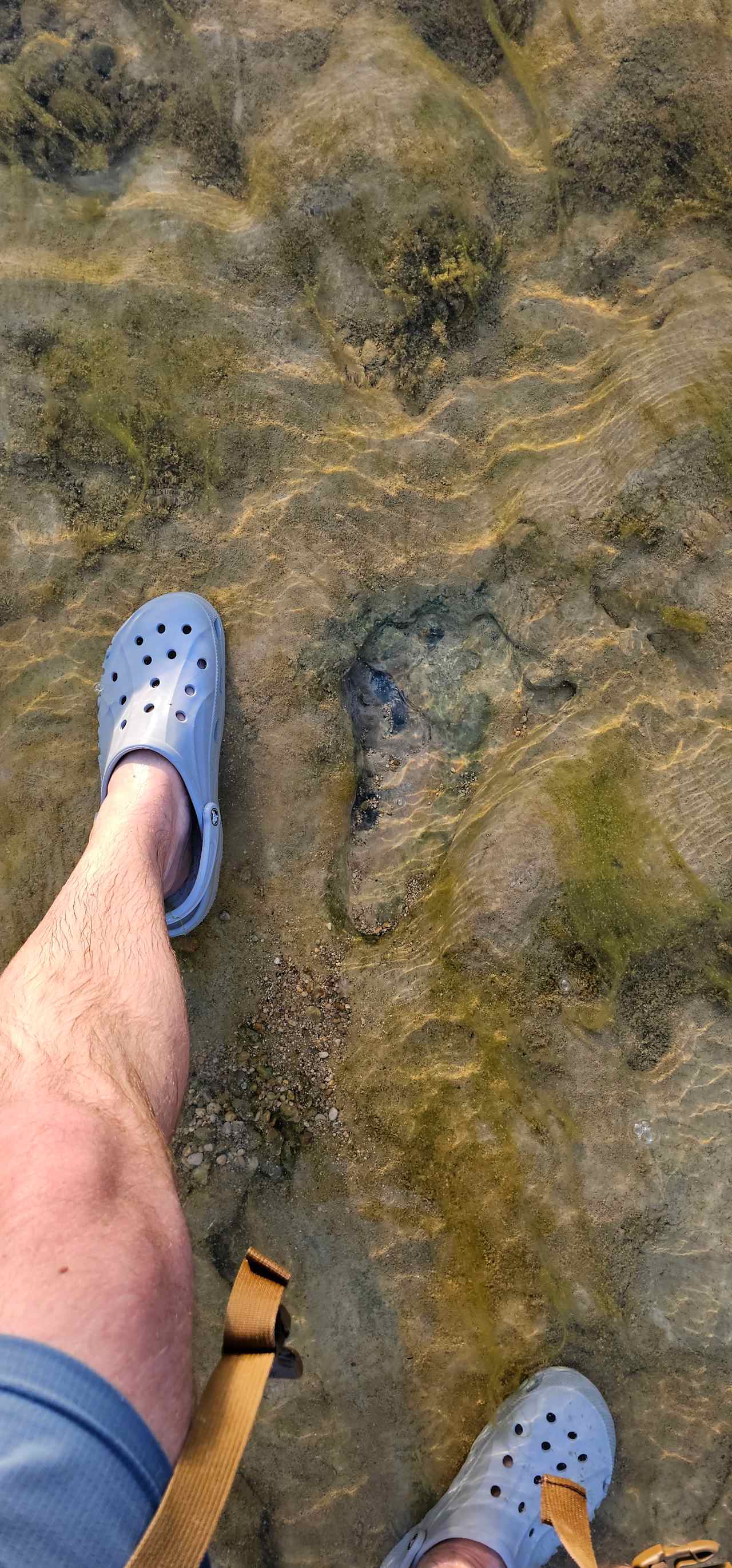 Dinosaur track perhaps?