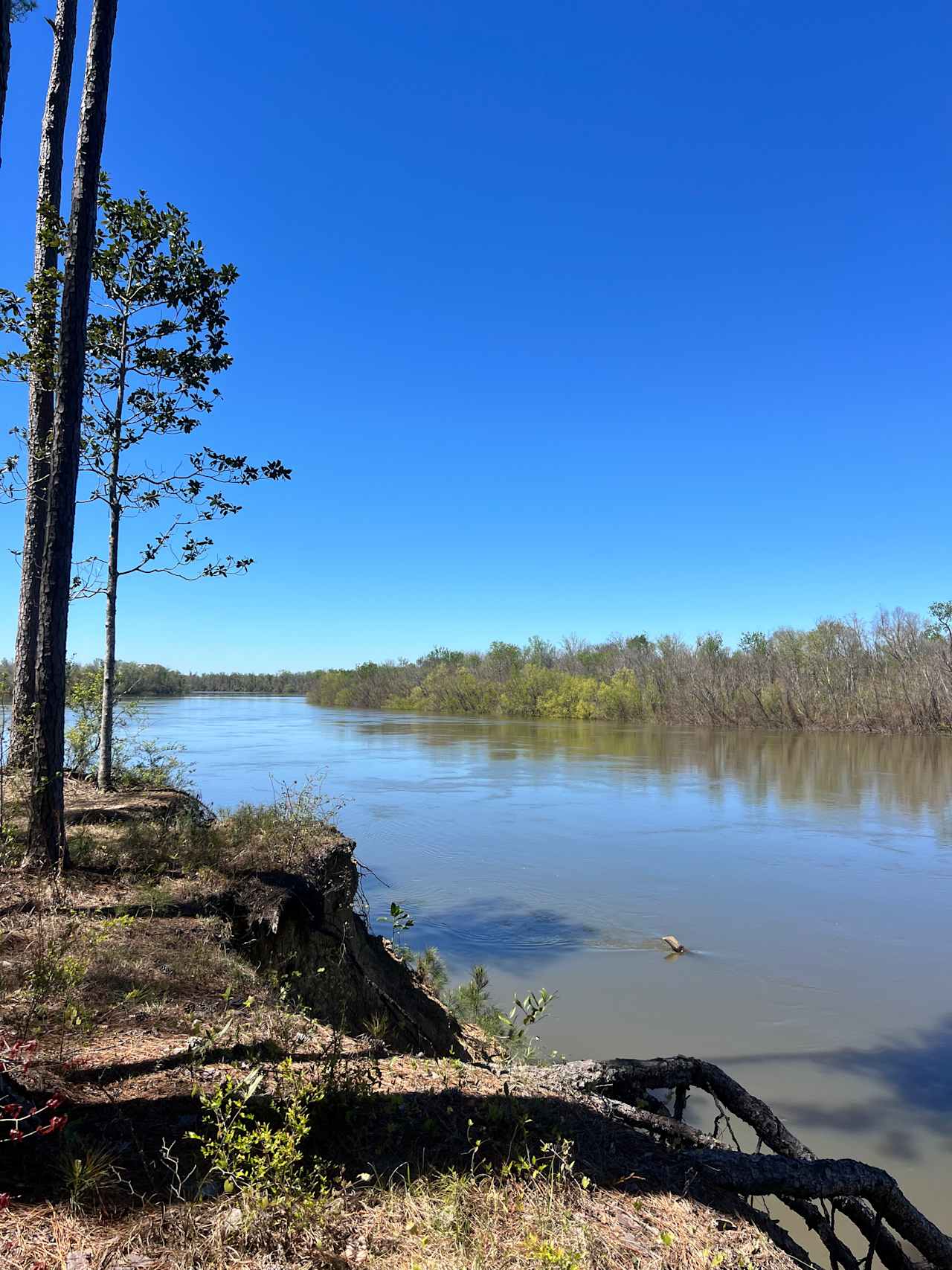 "Sweet Tupelo" on the "Big River"!