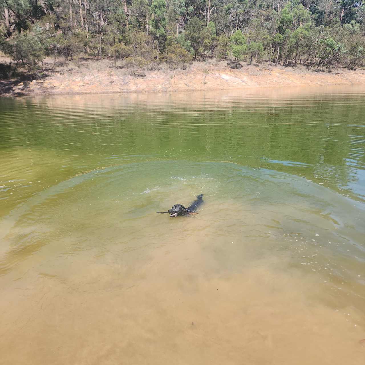 My dog had a ball cooling down in the dam