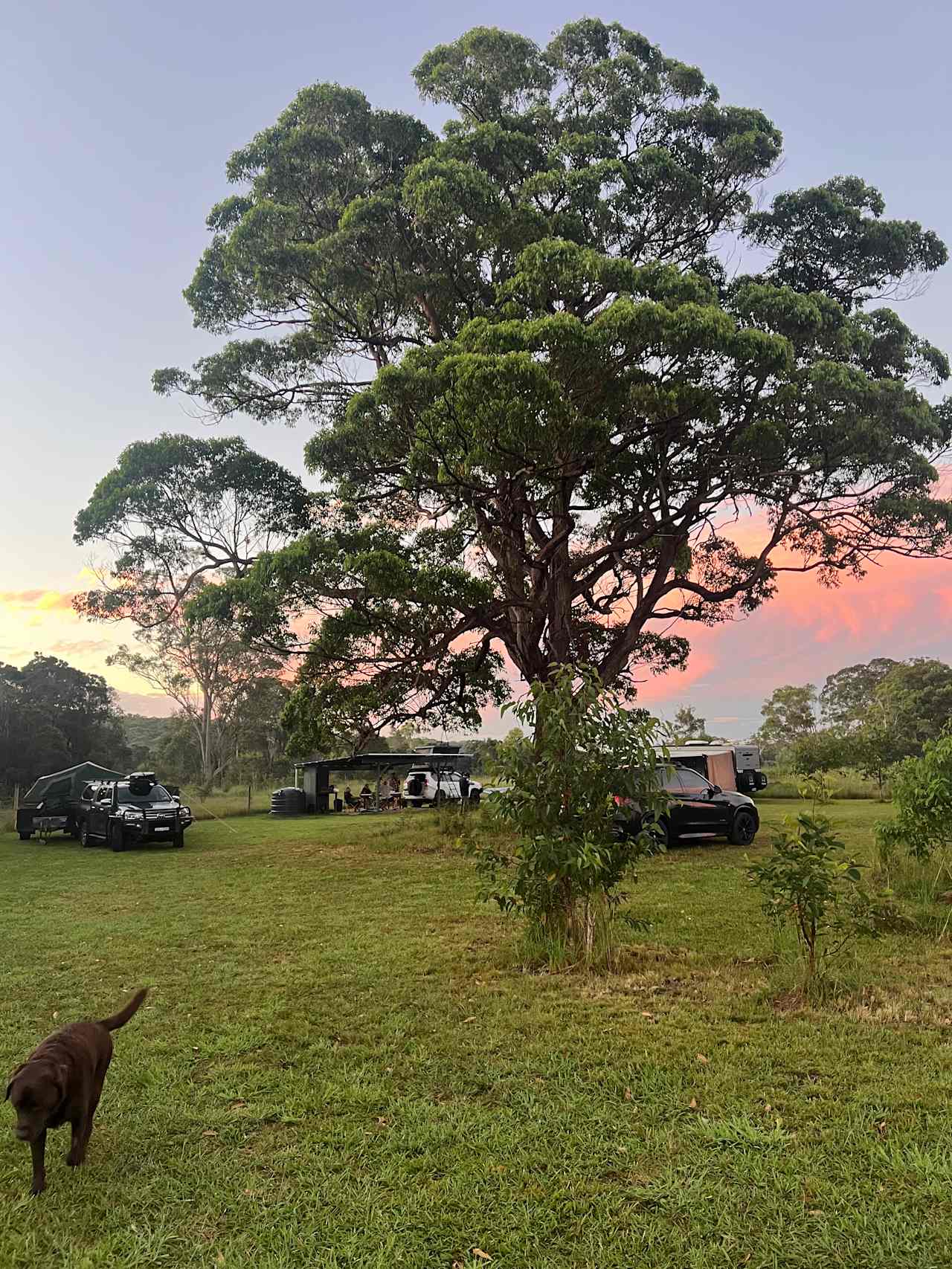 Sunset at Big Tree