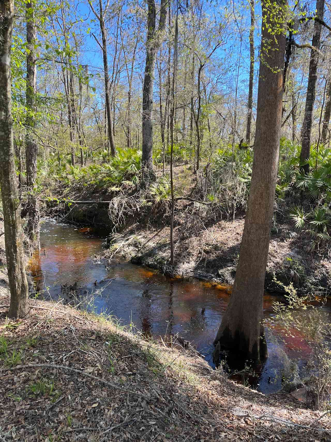 Suwannee River Glamping