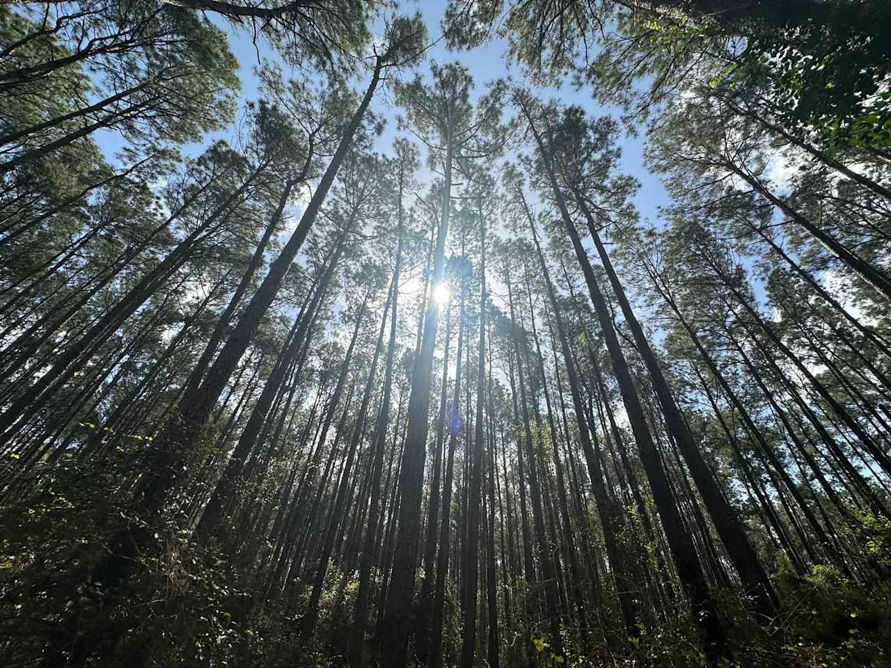 Sam Houston National Forest is great!