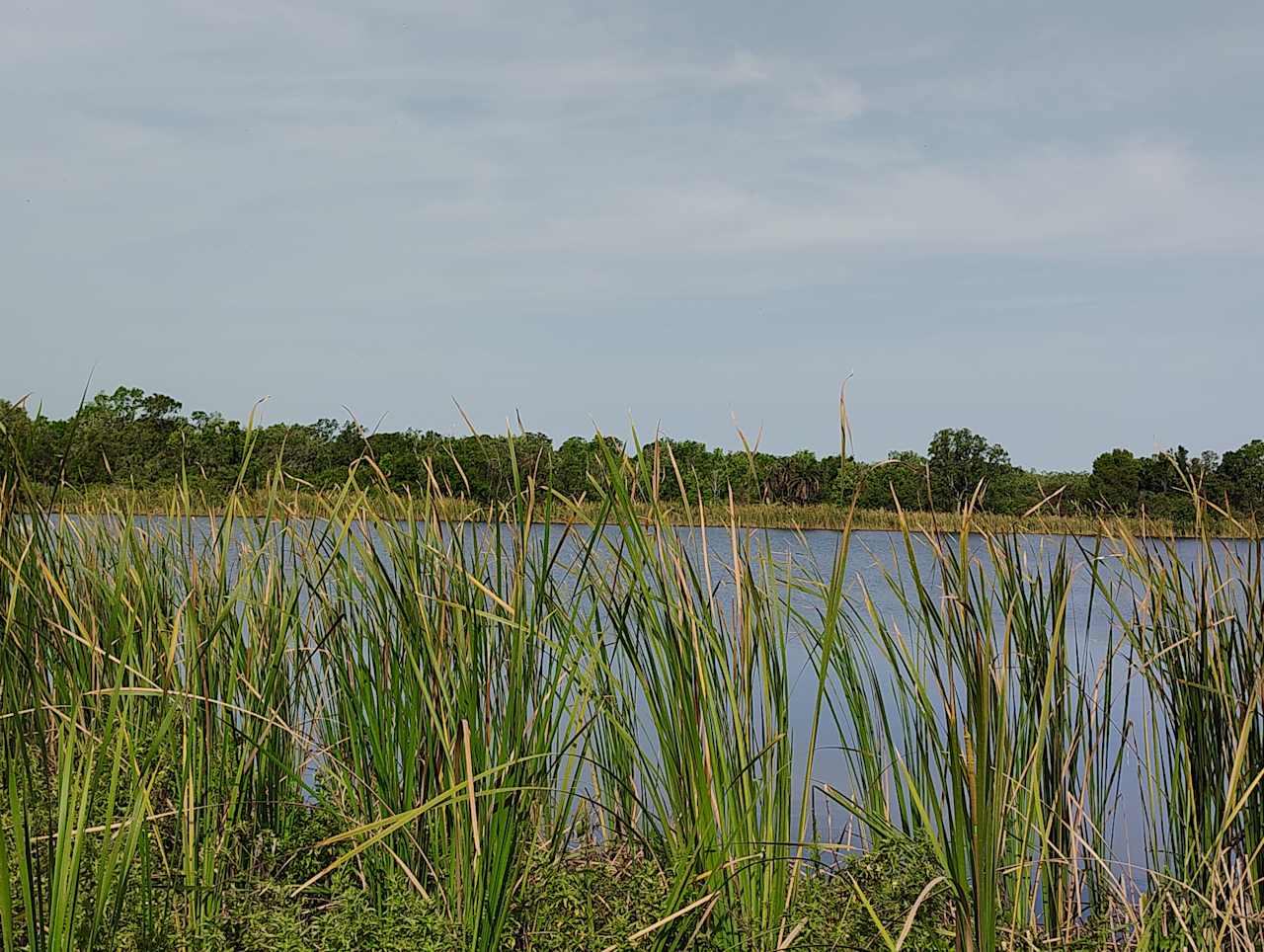 Pond view