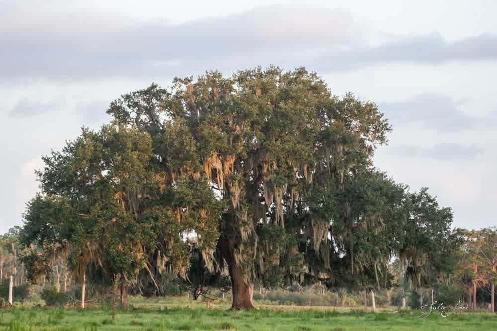Oak Creek Preserve Camping & Cattle