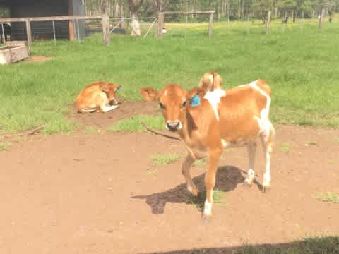 Ayr Farm Riverside Camp