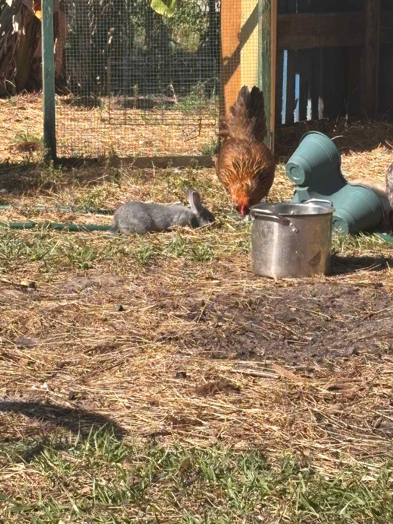 Joyful Cedar Farm