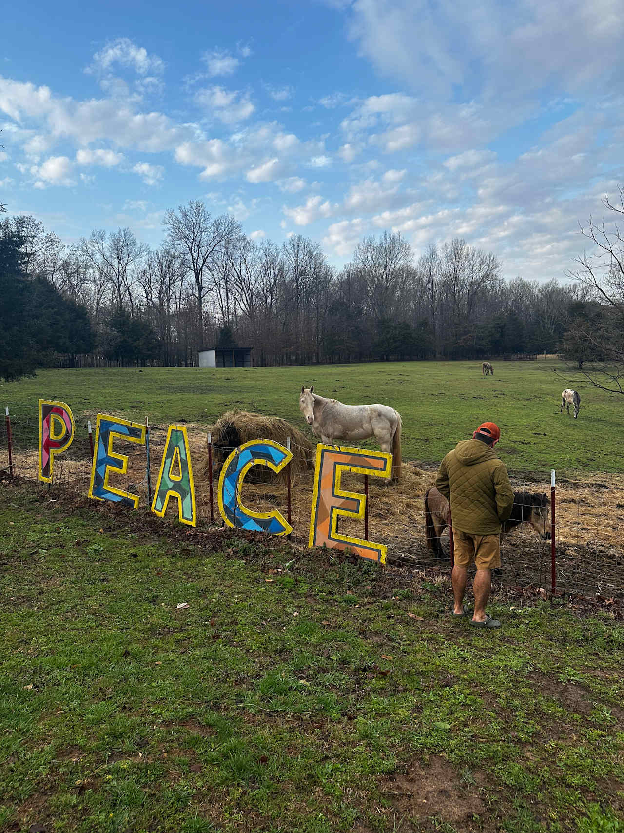 Horse pasture