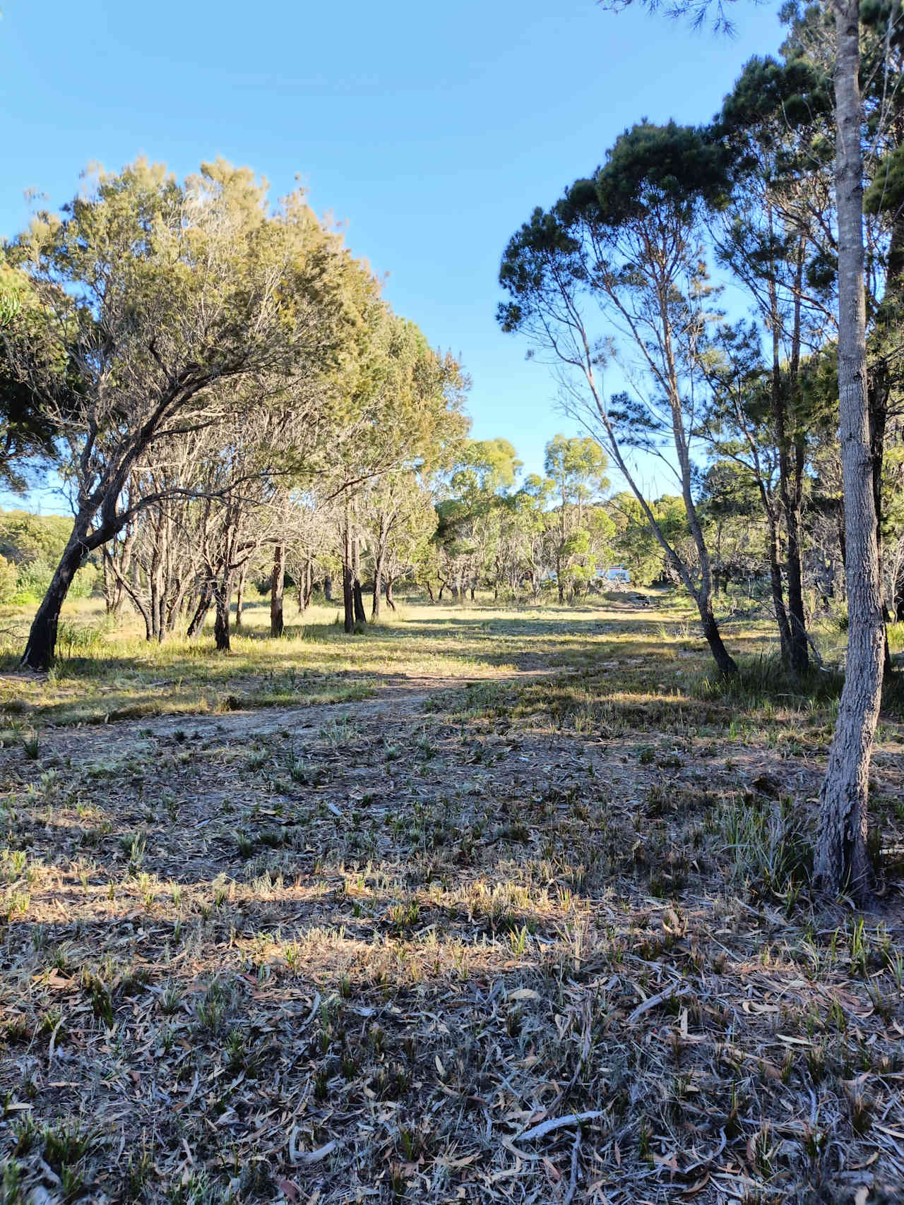 Sheoak Woodland By The Sea
