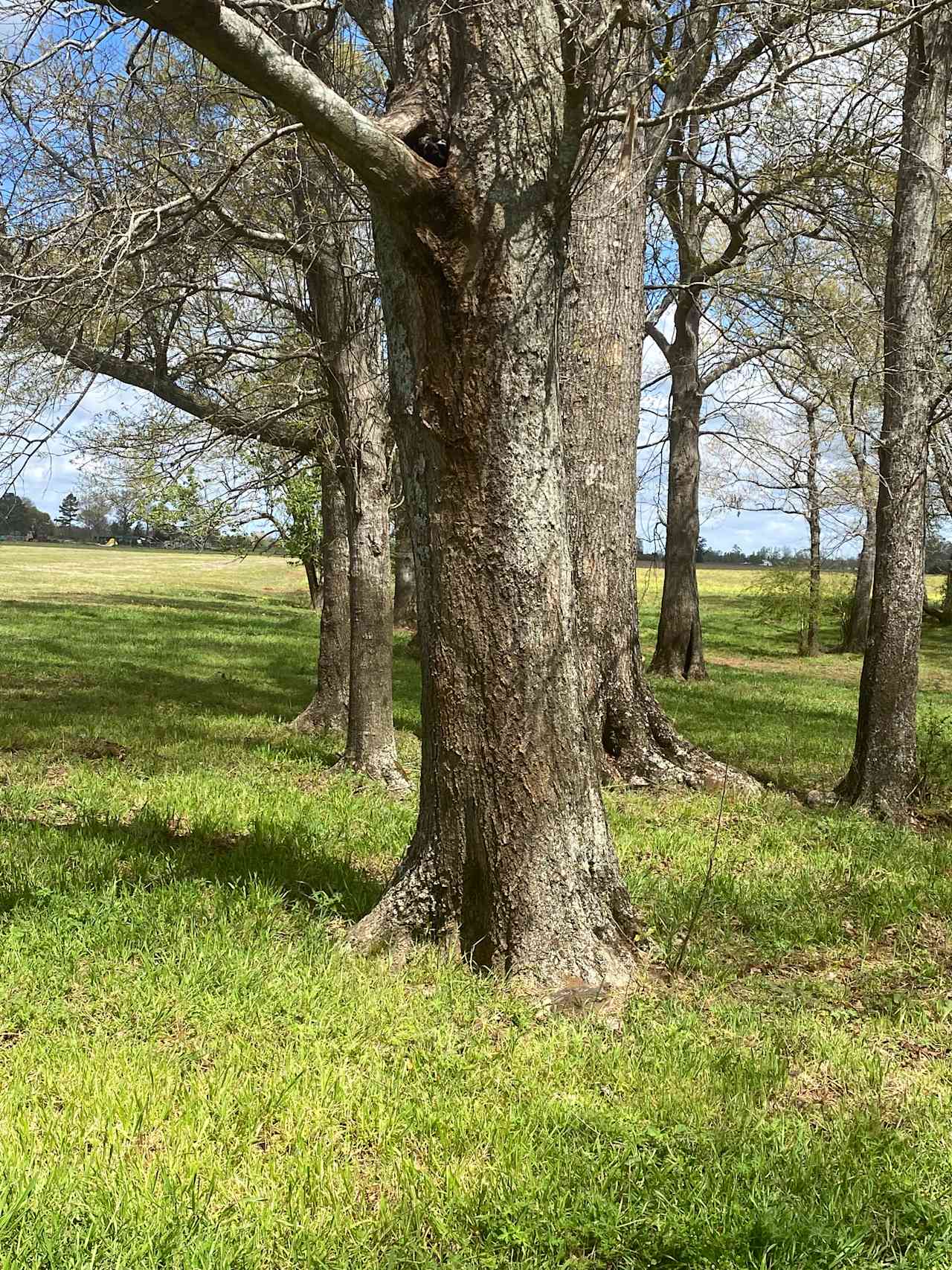 WHISPERING WIND IN THE LIVE OAKS