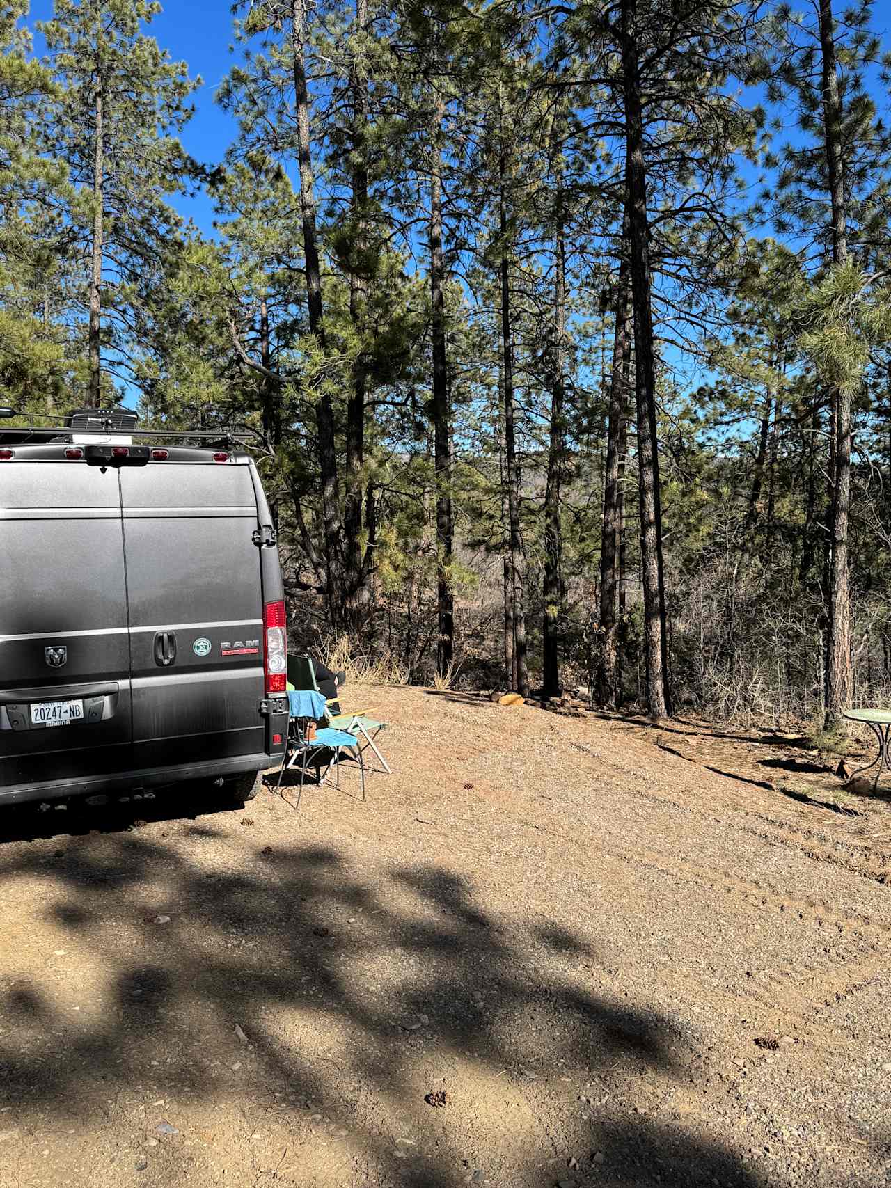 Bear springs