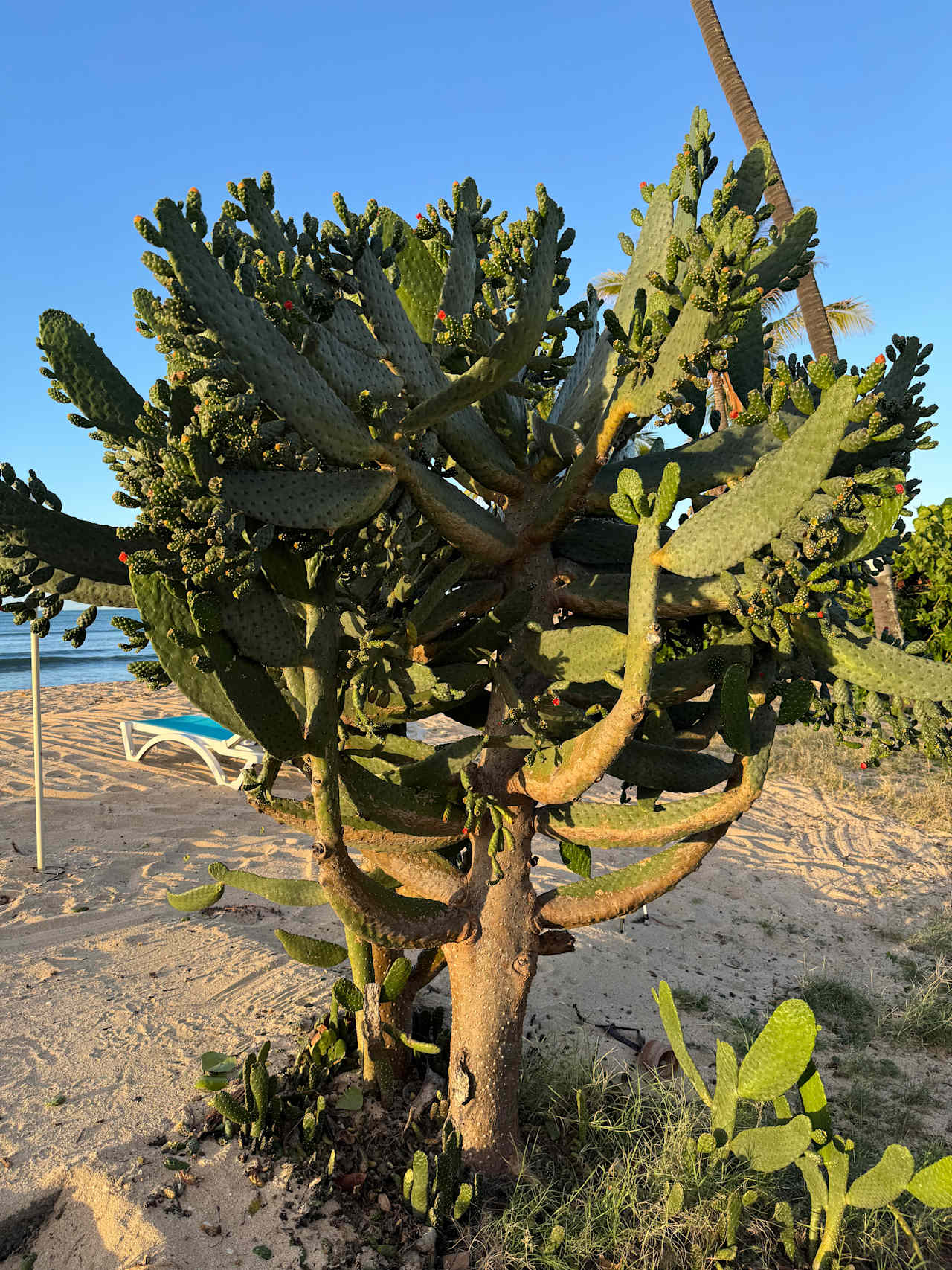 Beautiful cactus 