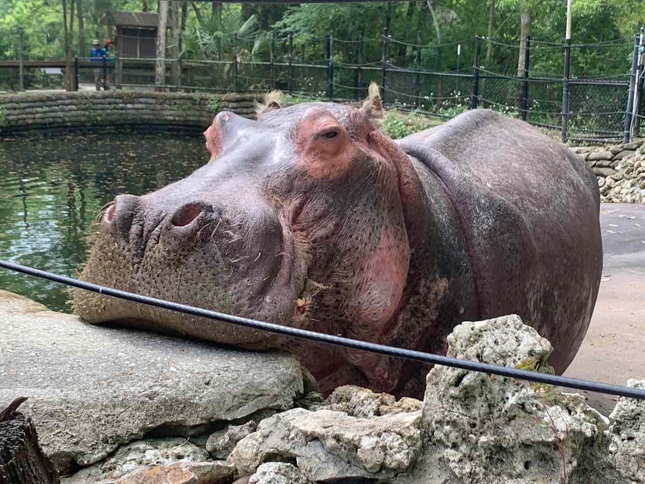 Lu @ Homosassa Springs Wildlife State Park