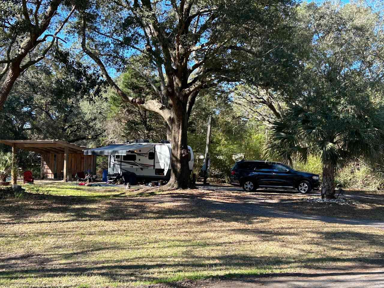 Lowcountry Live Oaks.
