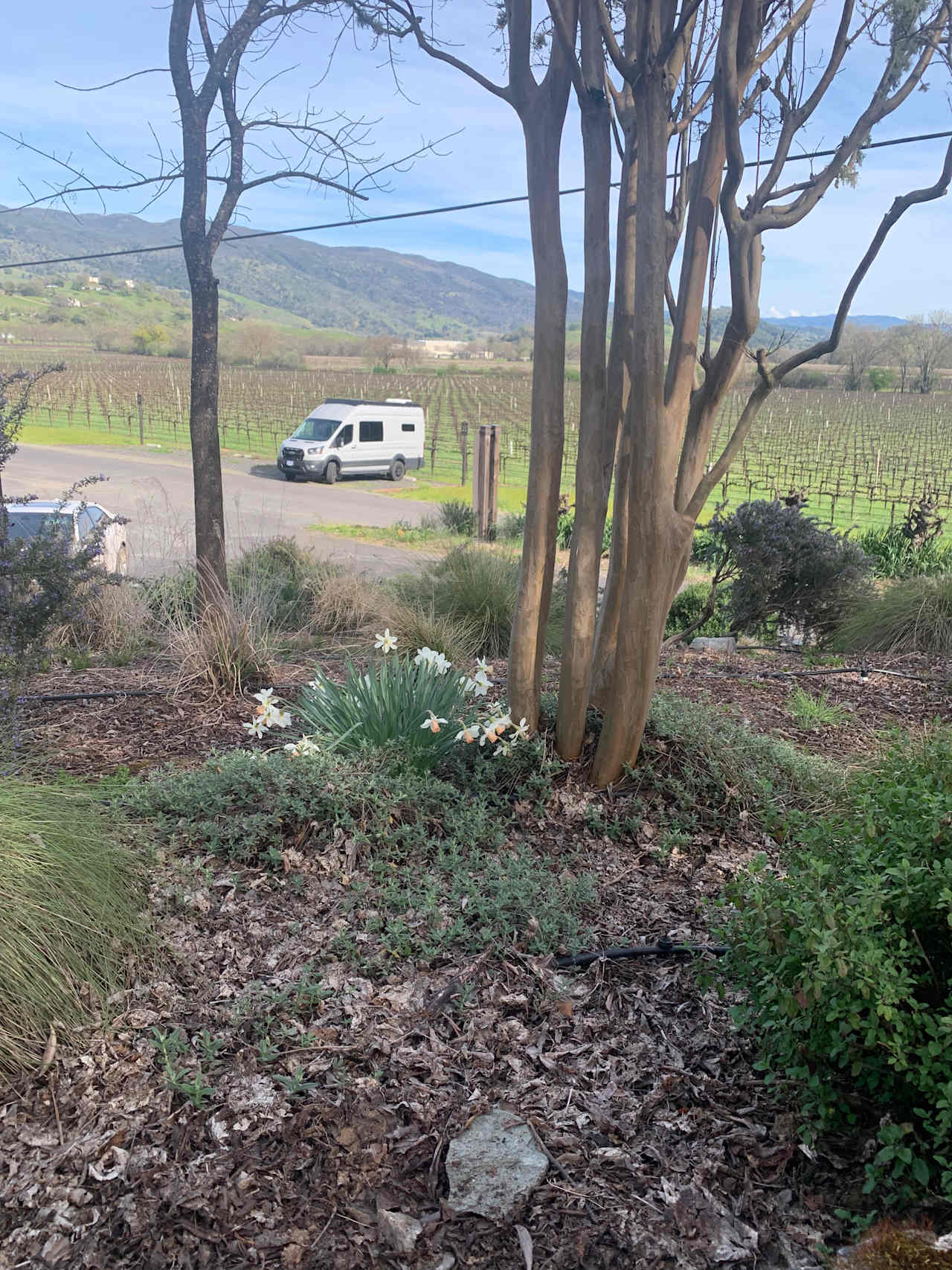Nelson Family Vineyards