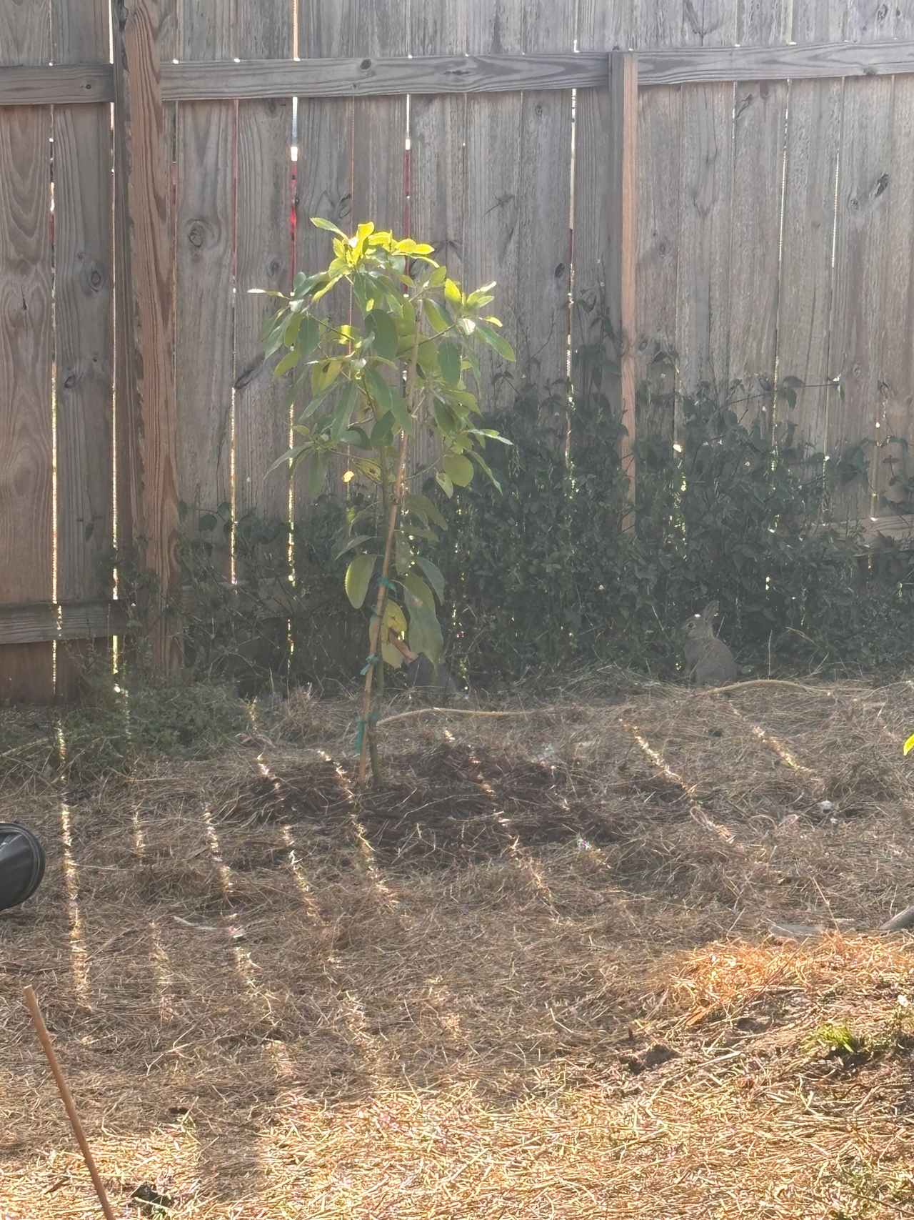Joyful Cedar Farm
