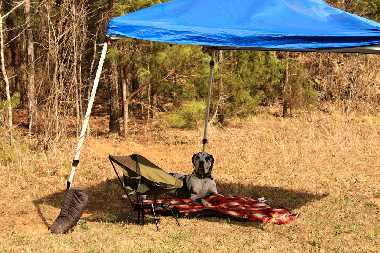 Brought pop up tent for extra shade