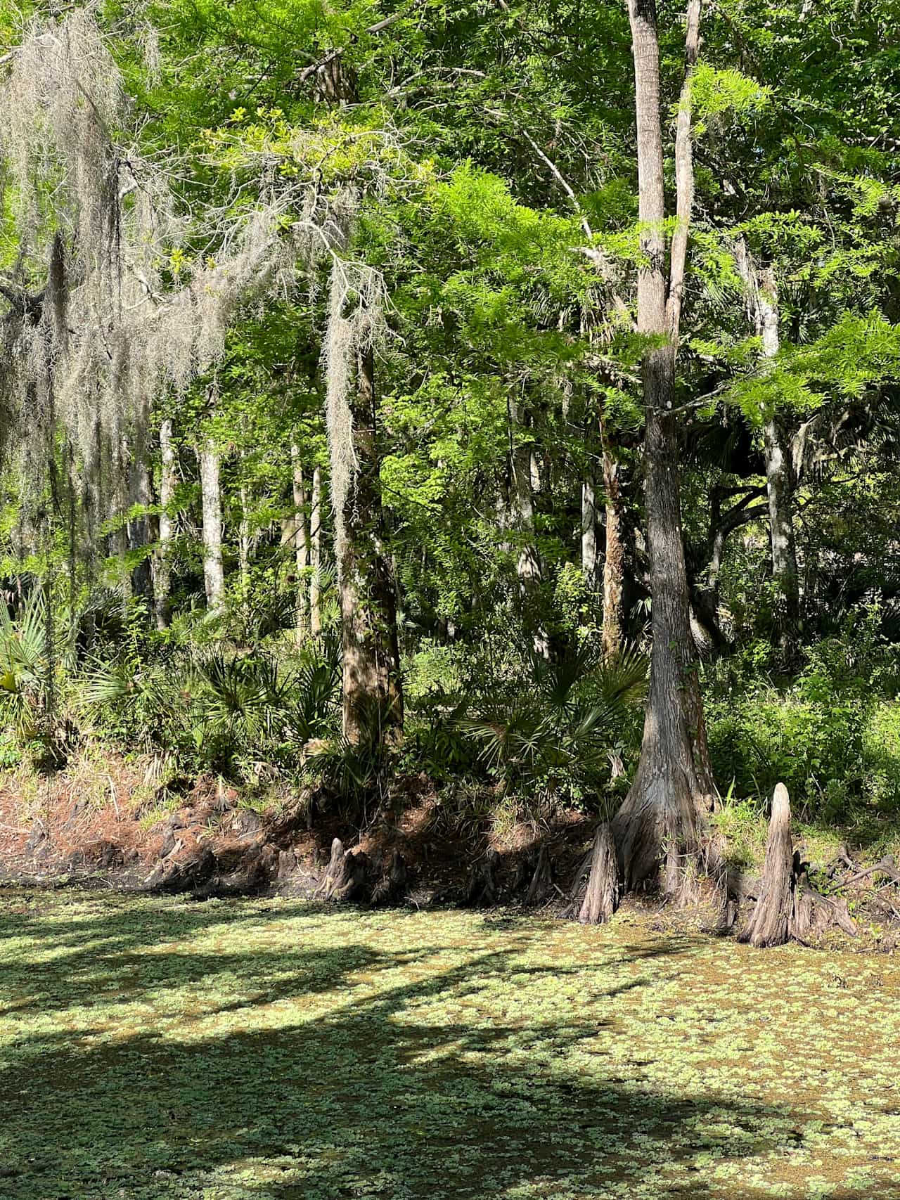 Camp Wild Fern