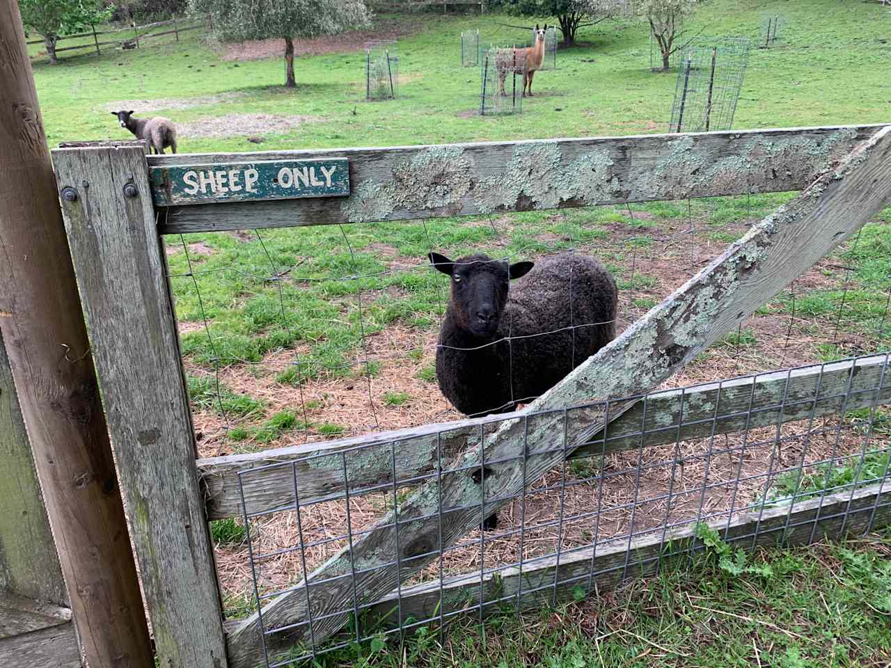 Blackberry Farm