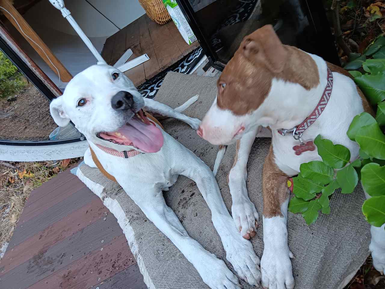 Happy dogs