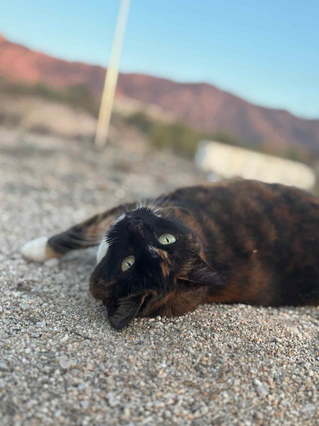 Catalina Vista
