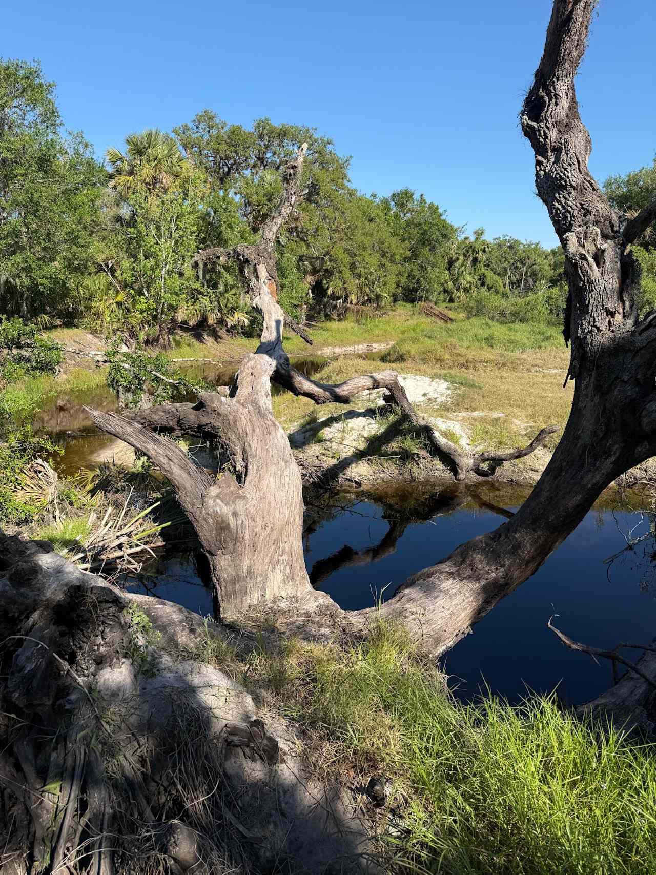 Costa Myakka