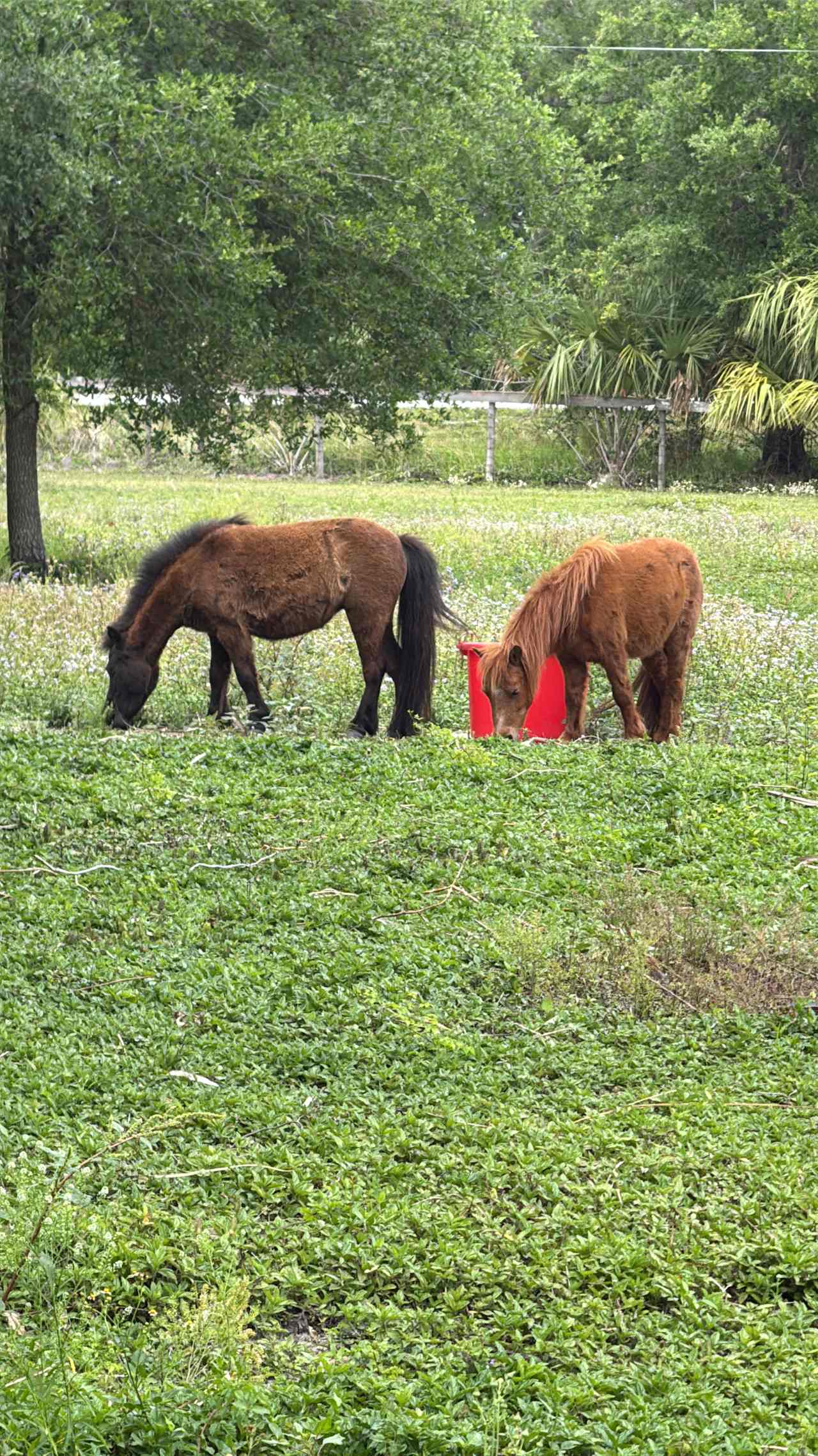 Taste of Old Florida